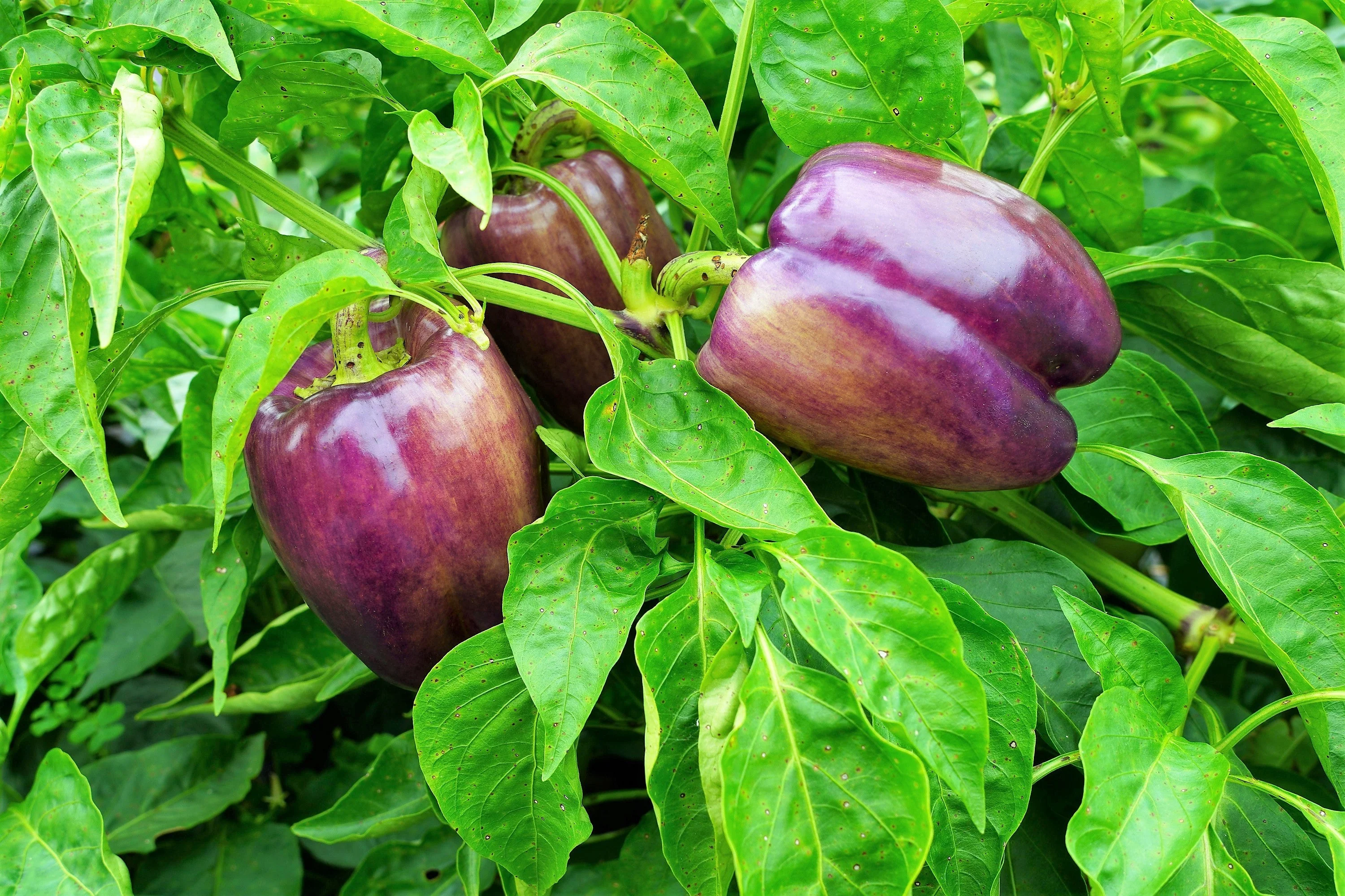 100 LILAC BELL PEPPER Capsicum Annuum Sweet Mild Purple Vegetable Seeds - Image 9