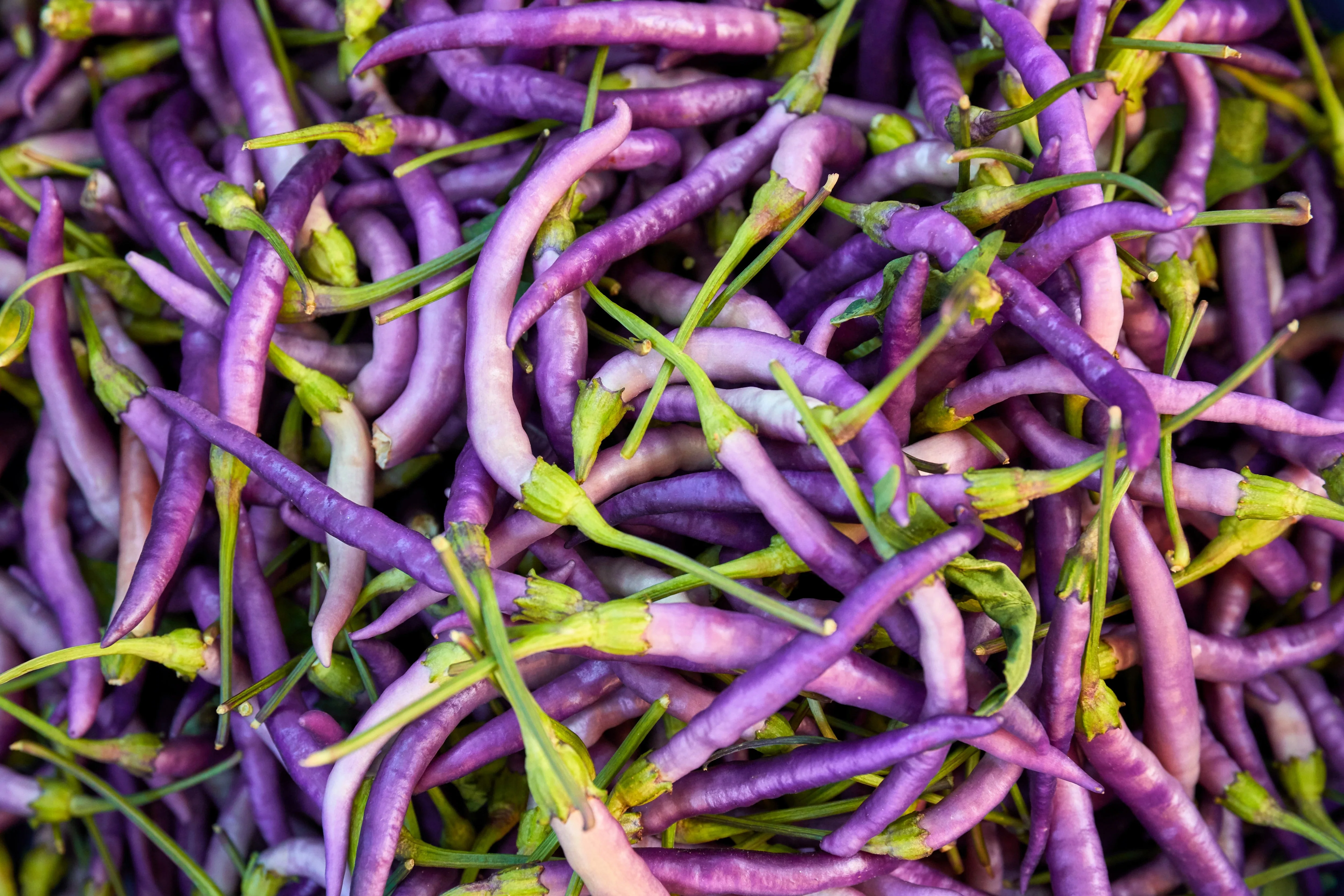 100 MIXED CAYENNE PEPPER Yellow Purple Orange Red Green Capsicum Vegetable Seeds - Image 14