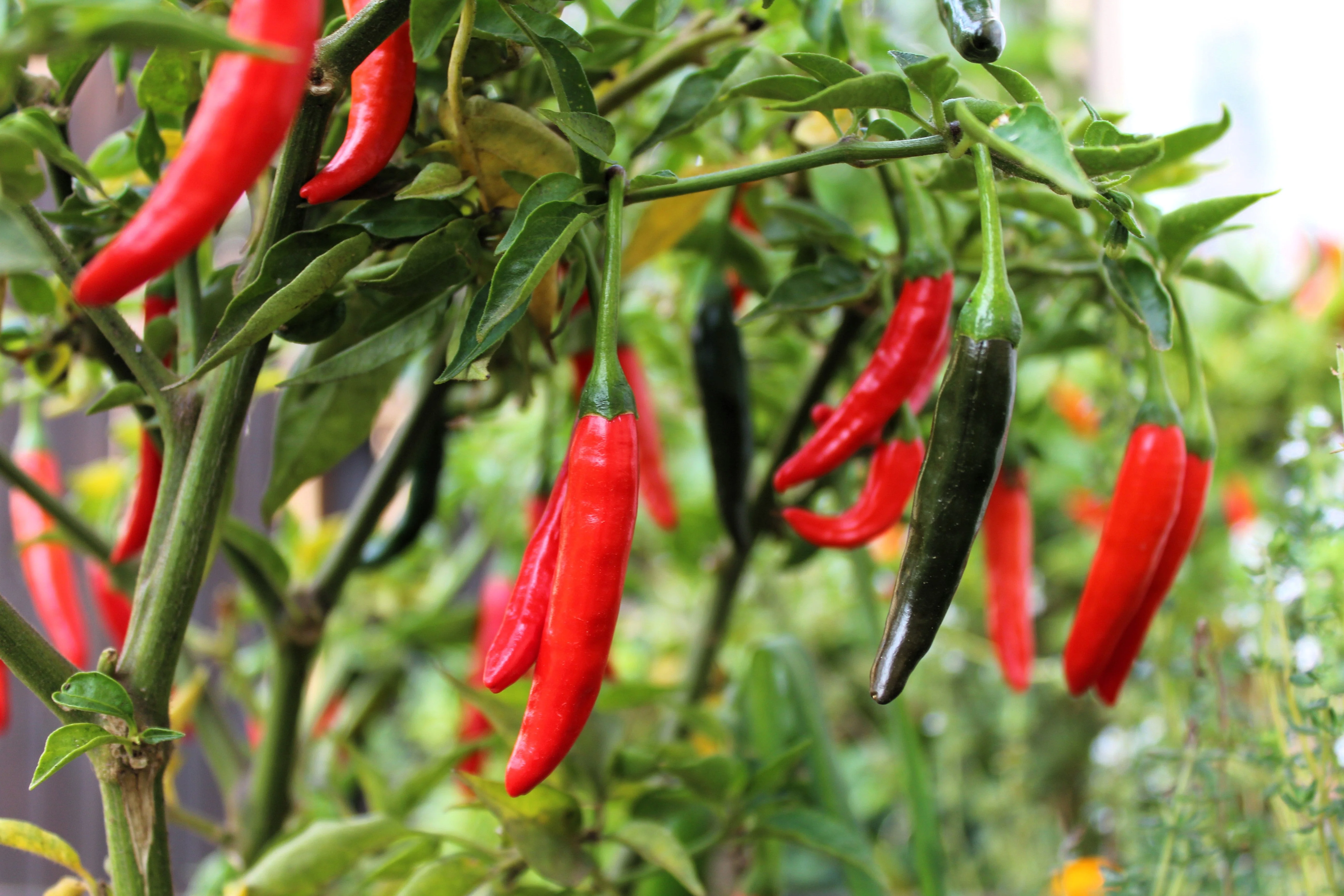 100 MIXED CAYENNE PEPPER Yellow Purple Orange Red Green Capsicum Vegetable Seeds - Image 4