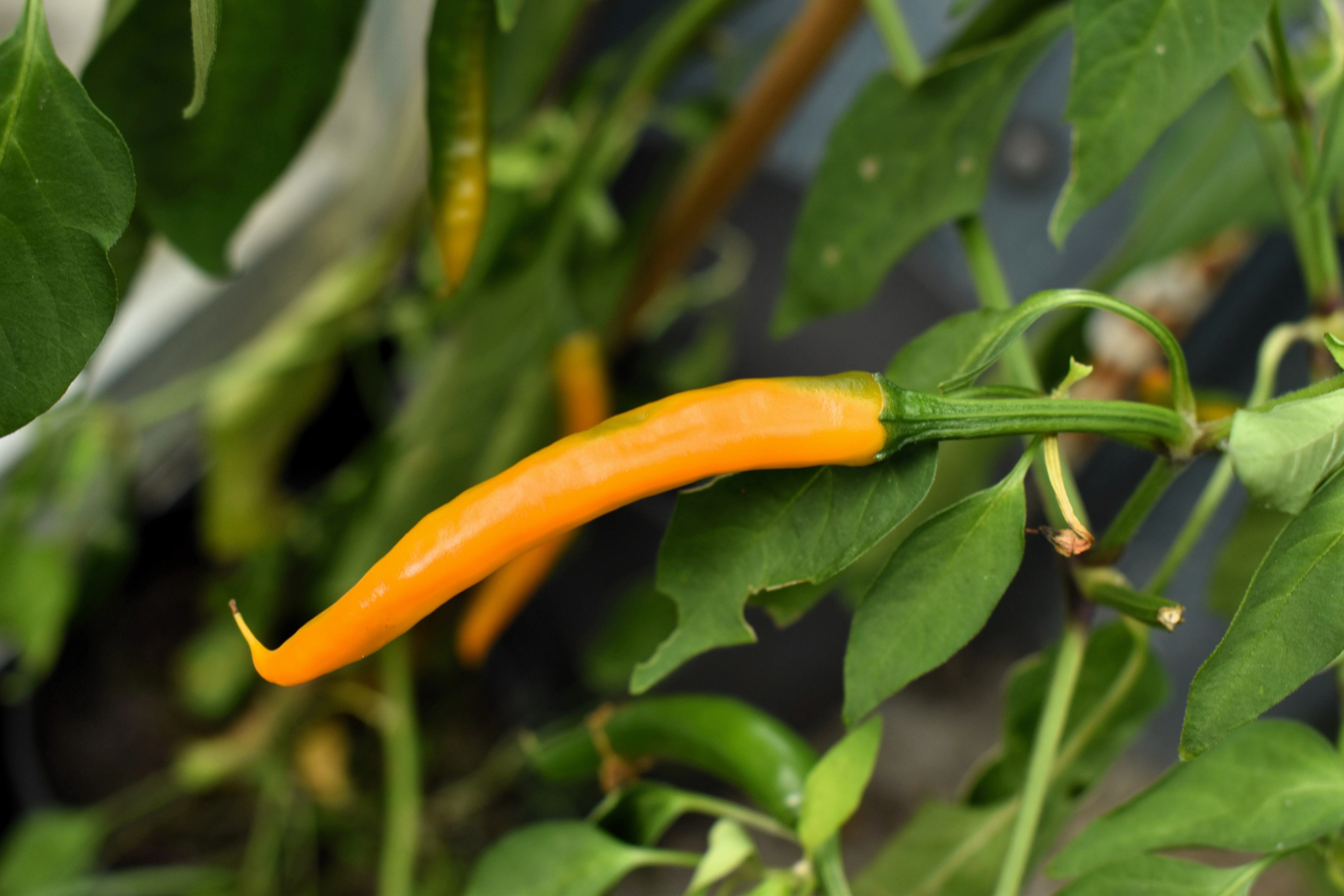 100 MIXED CAYENNE PEPPER Yellow Purple Orange Red Green Capsicum Vegetable Seeds - Image 5