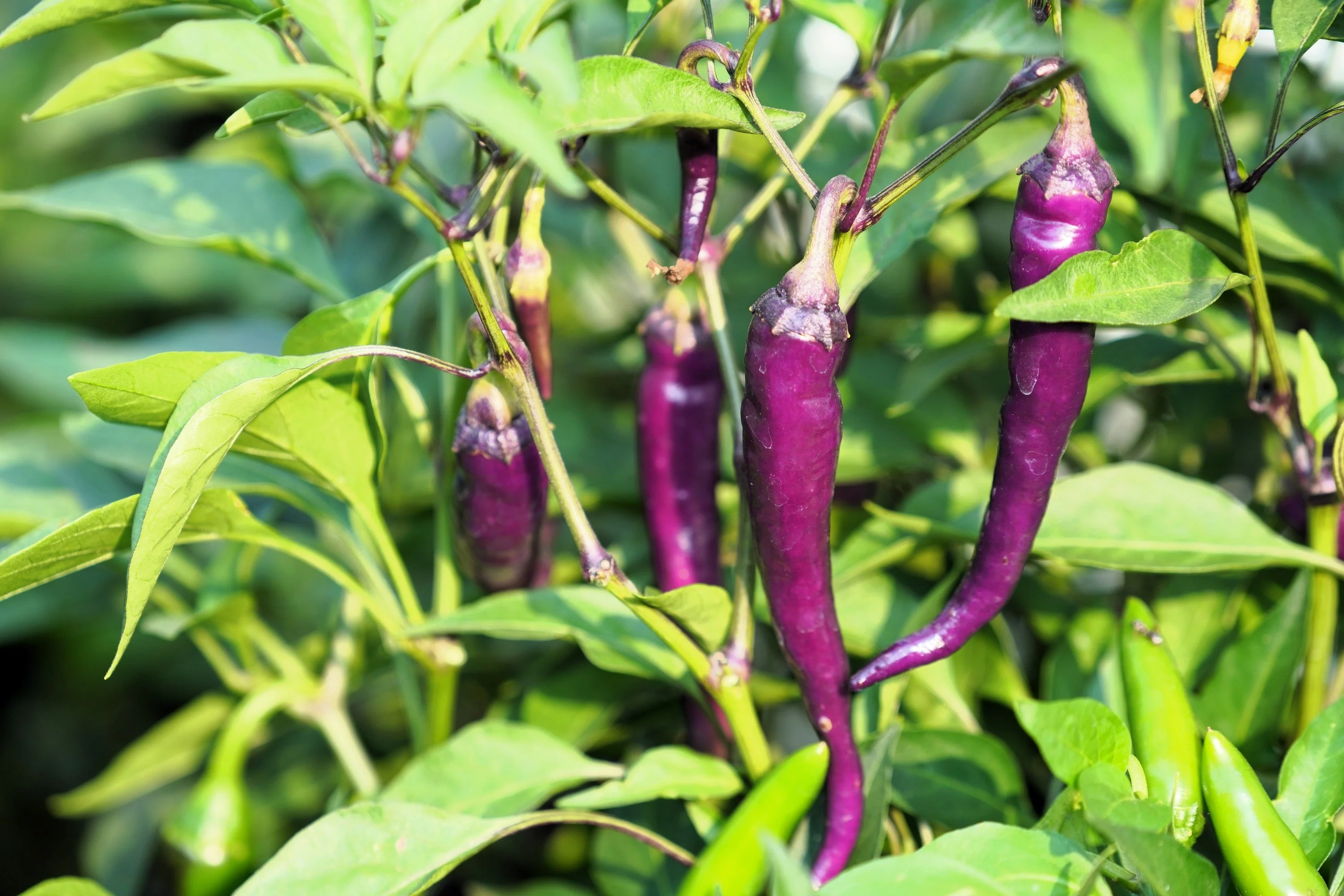 100 MIXED CAYENNE PEPPER Yellow Purple Orange Red Green Capsicum Vegetable Seeds - Image 6