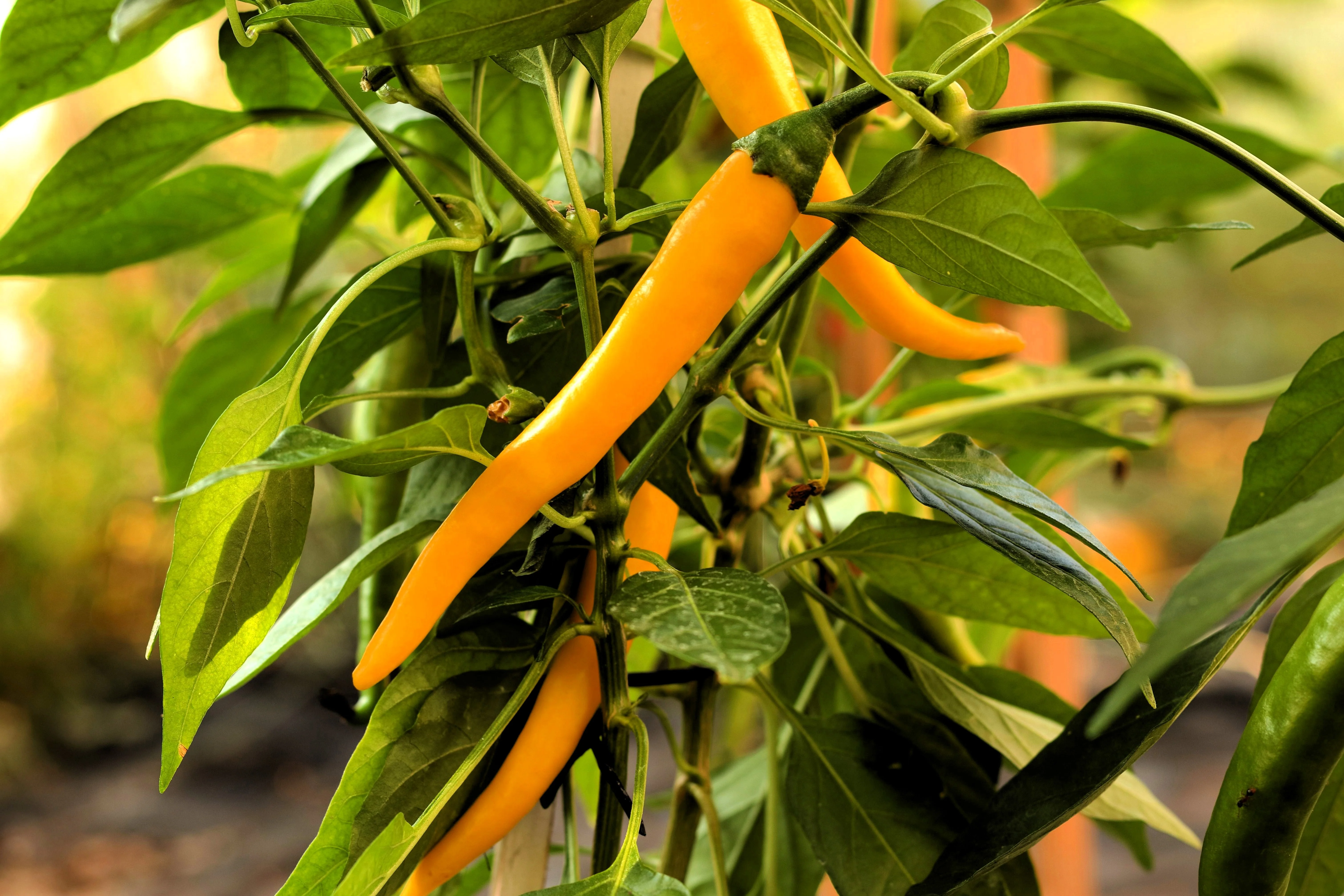100 MIXED CAYENNE PEPPER Yellow Purple Orange Red Green Capsicum Vegetable Seeds - Image 7