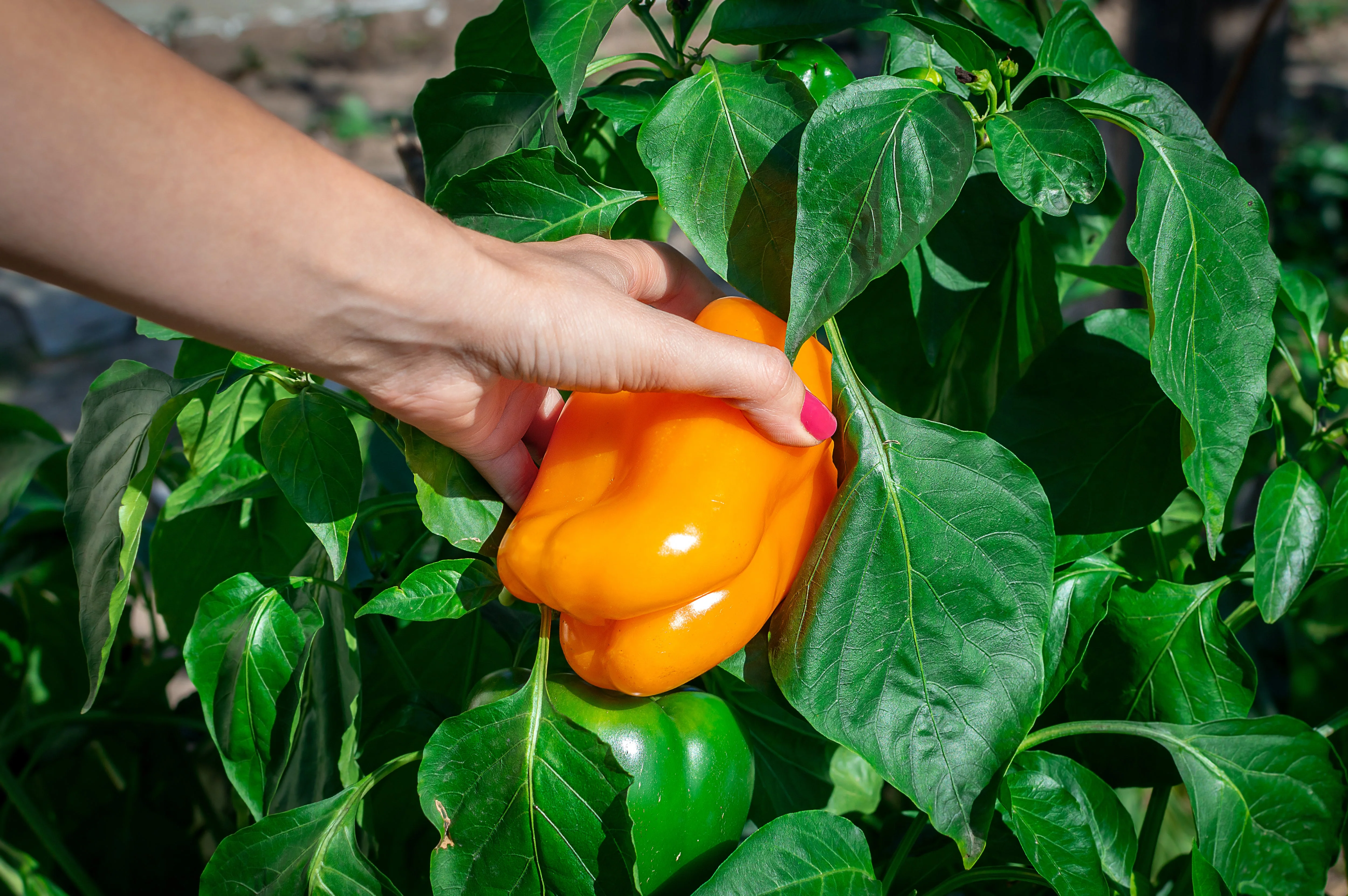 100 ORANGE King BELL PEPPER Sweet Capsicum Annuum Vegetable Seeds - Image 2