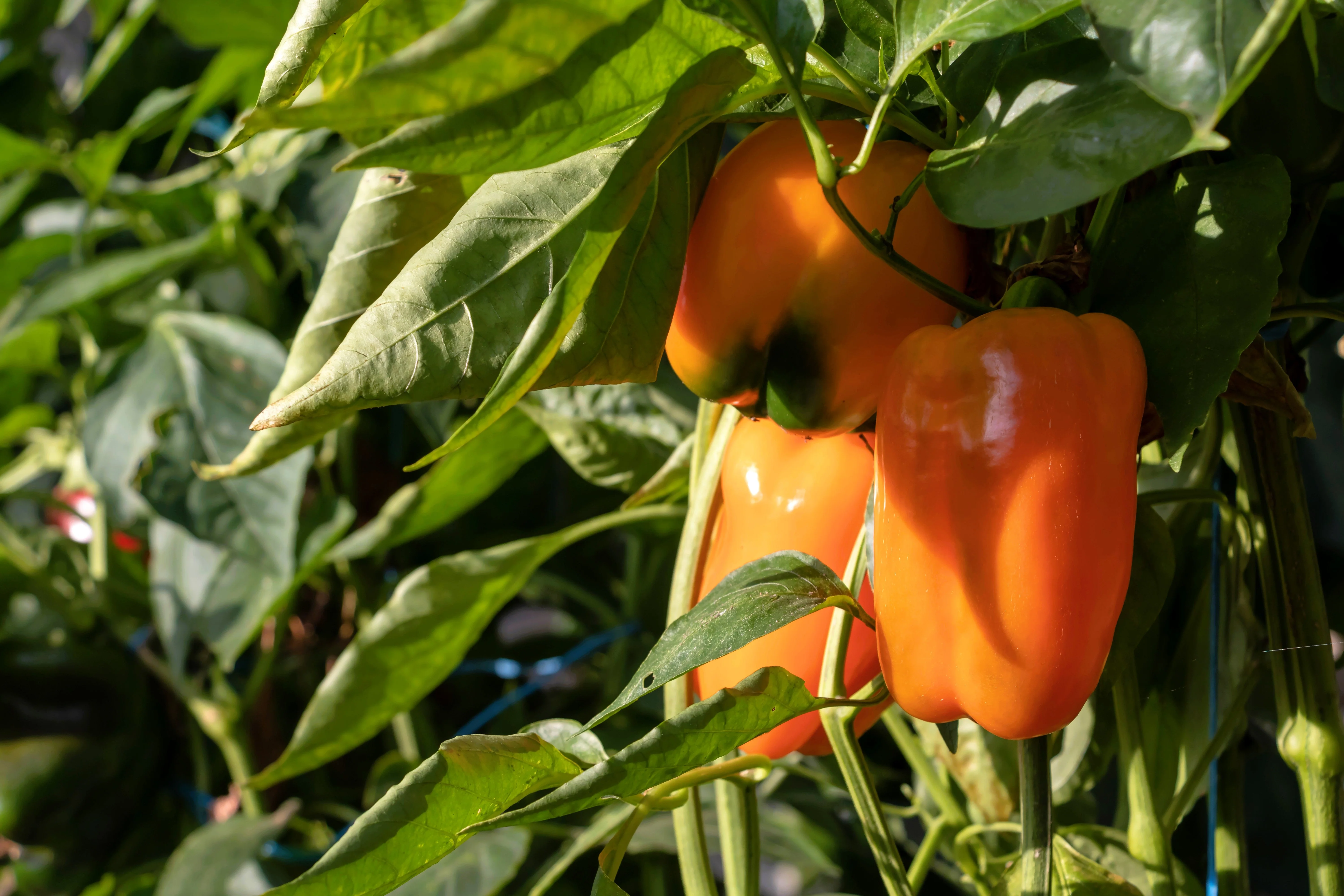 100 ORANGE King BELL PEPPER Sweet Capsicum Annuum Vegetable Seeds - Image 3