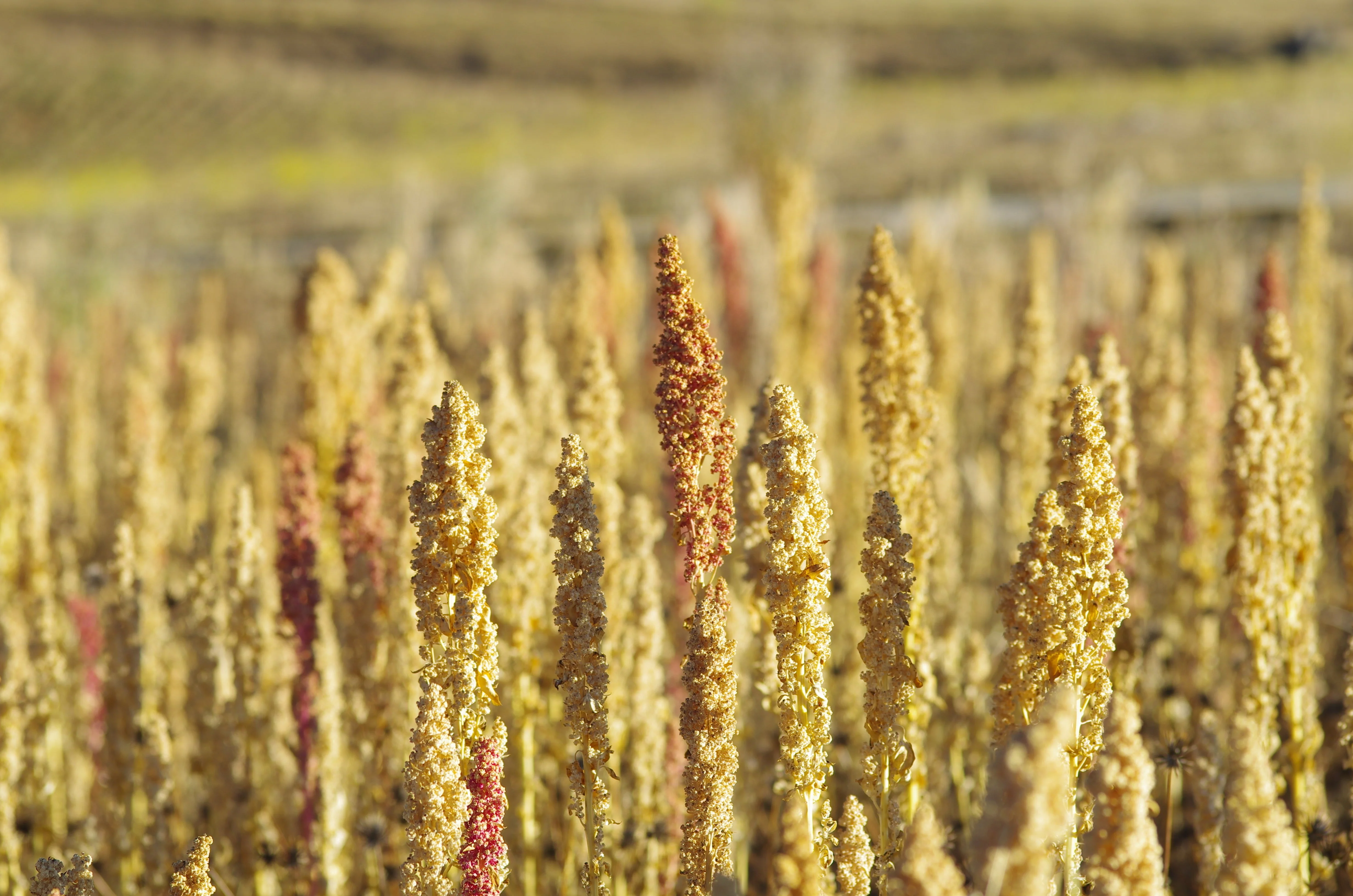 100 Organic PEPPERMINT QUINOA Grain Chenopodium Quinoa White & Green Heads - White Seeds - Image 2