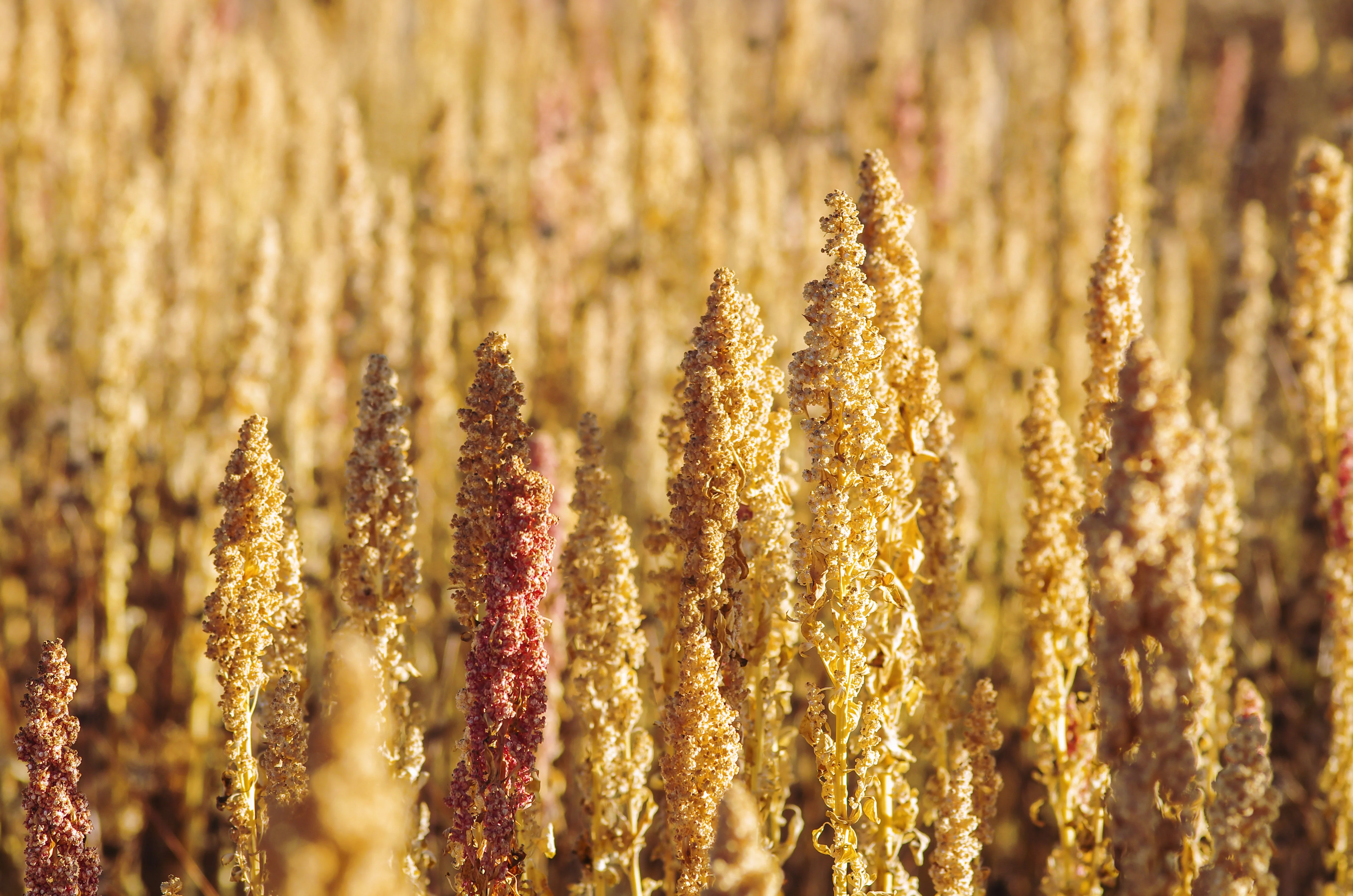 100 Organic PEPPERMINT QUINOA Grain Chenopodium Quinoa White & Green Heads - White Seeds - Image 3