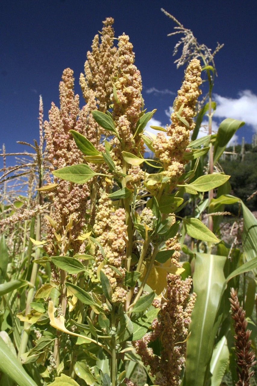 100 Organic PEPPERMINT QUINOA Grain Chenopodium Quinoa White & Green Heads - White Seeds - Image 4