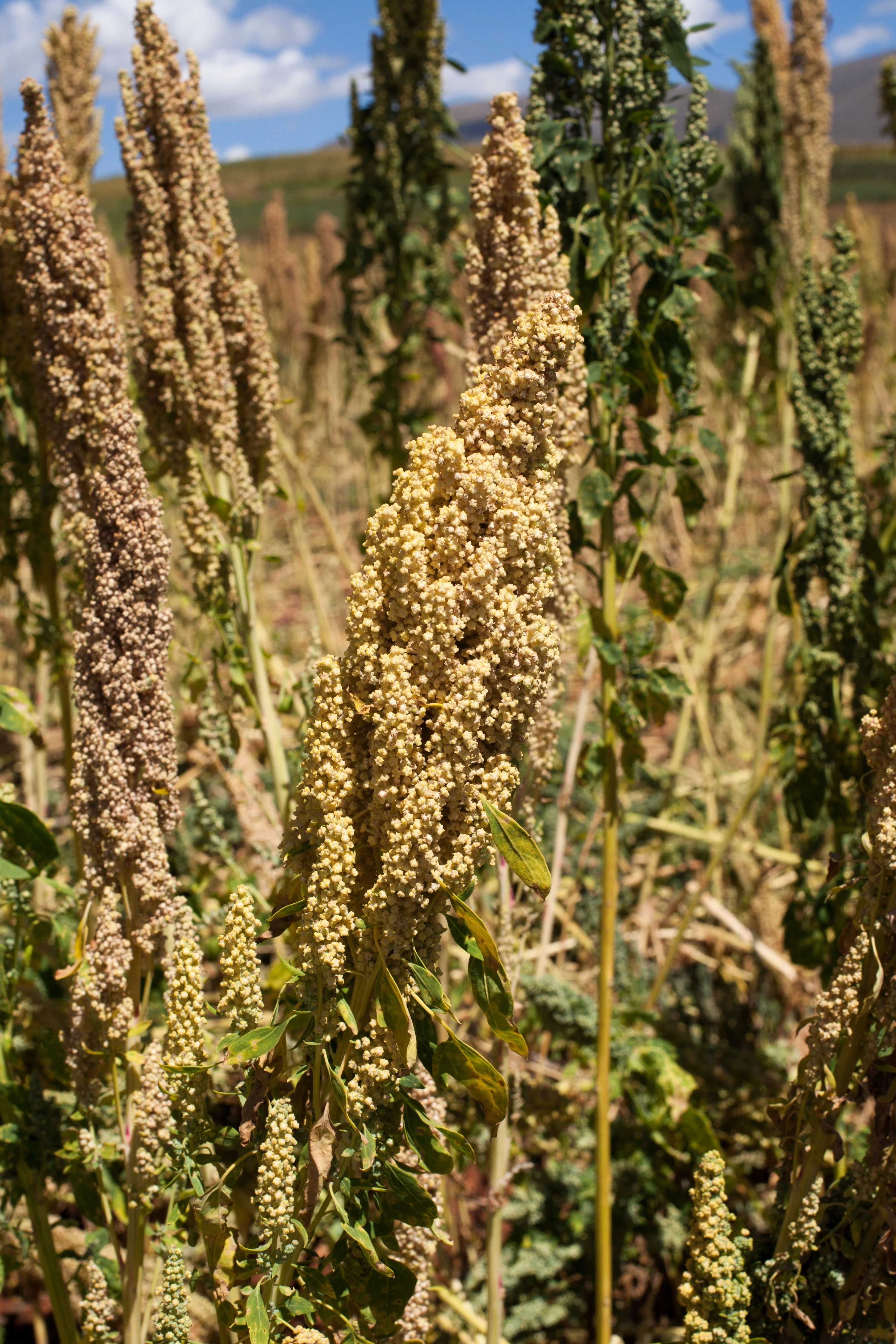 100 Organic PEPPERMINT QUINOA Grain Chenopodium Quinoa White & Green Heads - White Seeds - Image 5