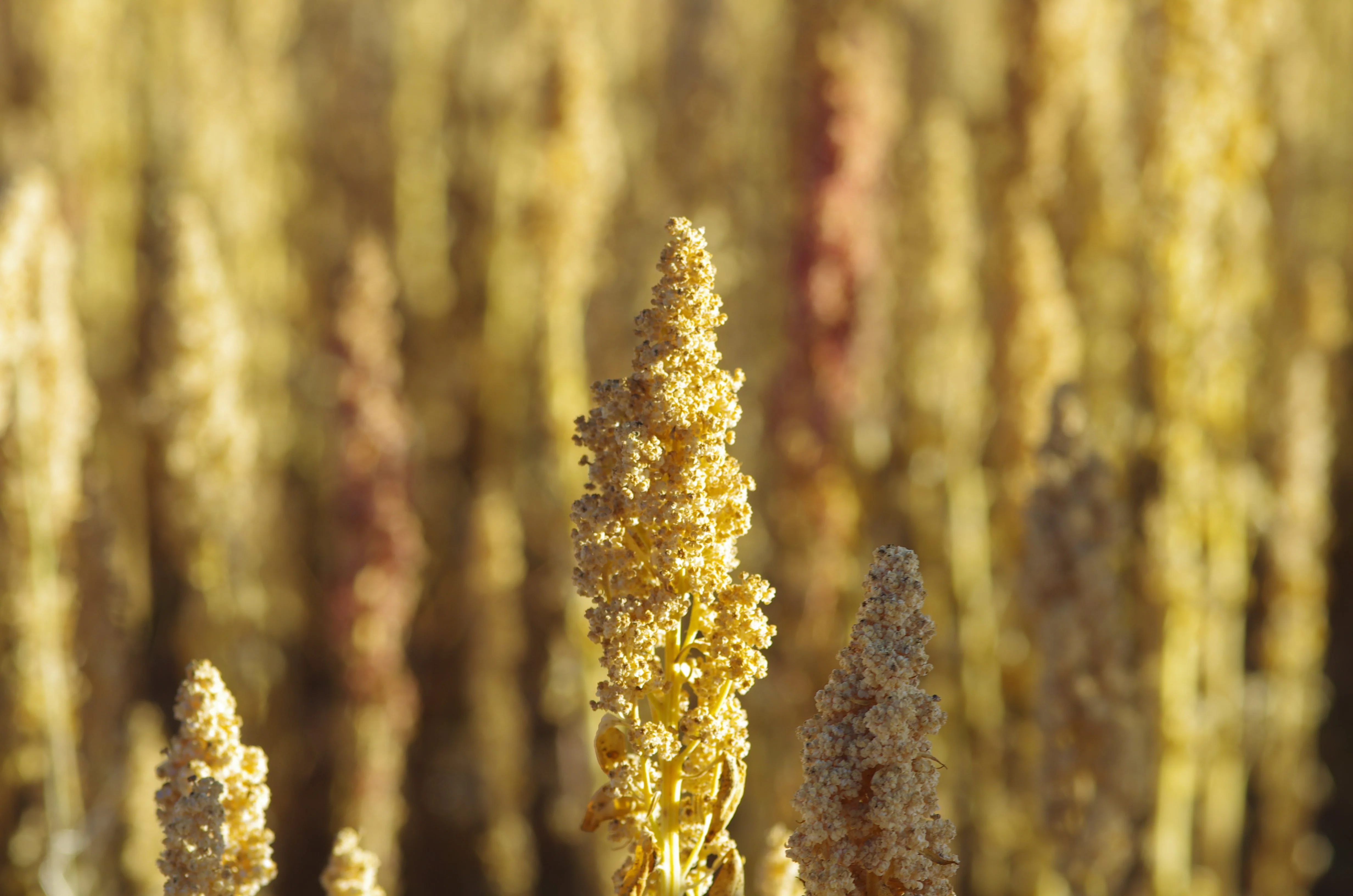 100 Organic PEPPERMINT QUINOA Grain Chenopodium Quinoa White & Green Heads - White Seeds - Image 6