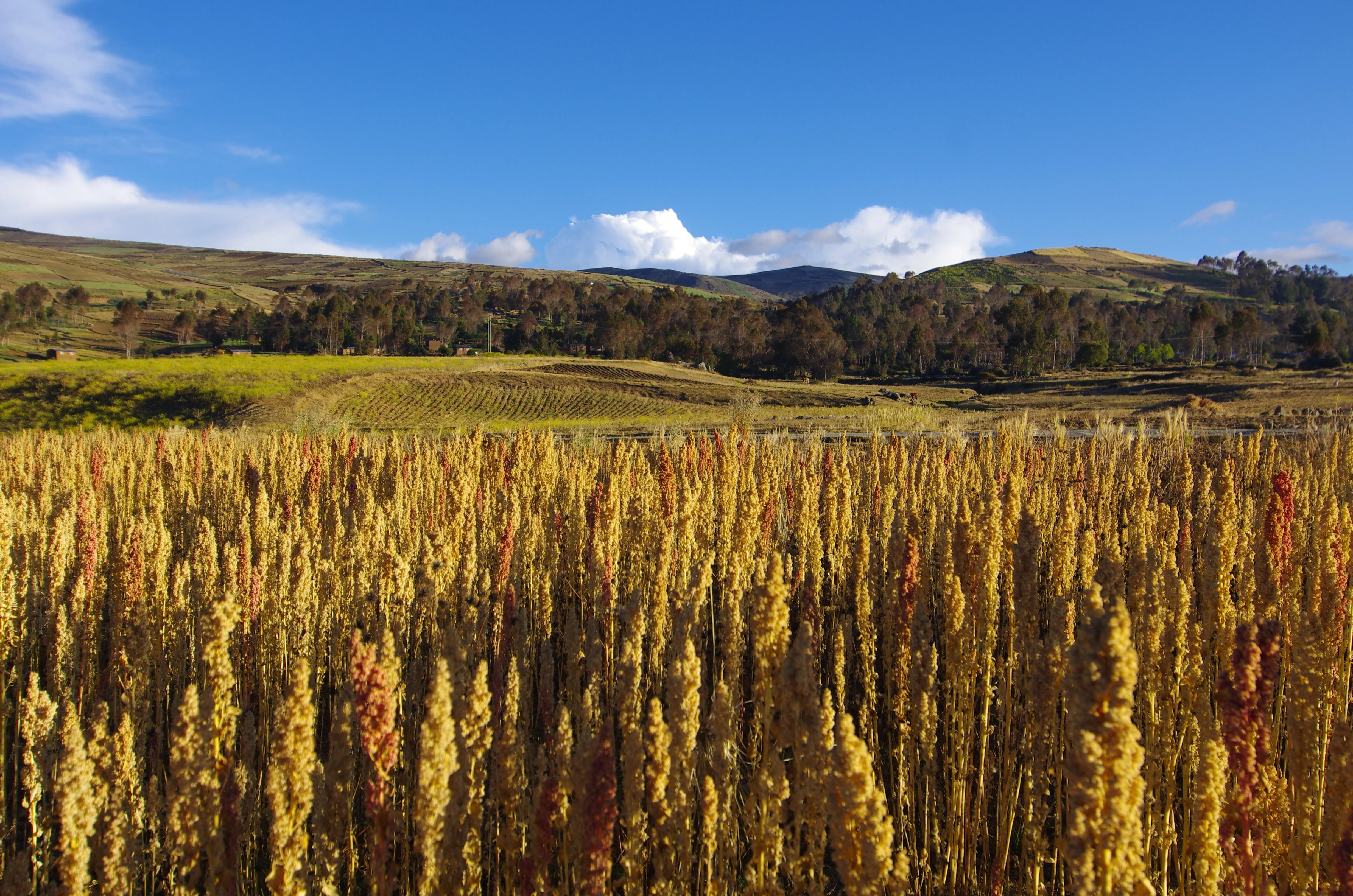 100 Organic PEPPERMINT QUINOA Grain Chenopodium Quinoa White & Green Heads - White Seeds - Image 7