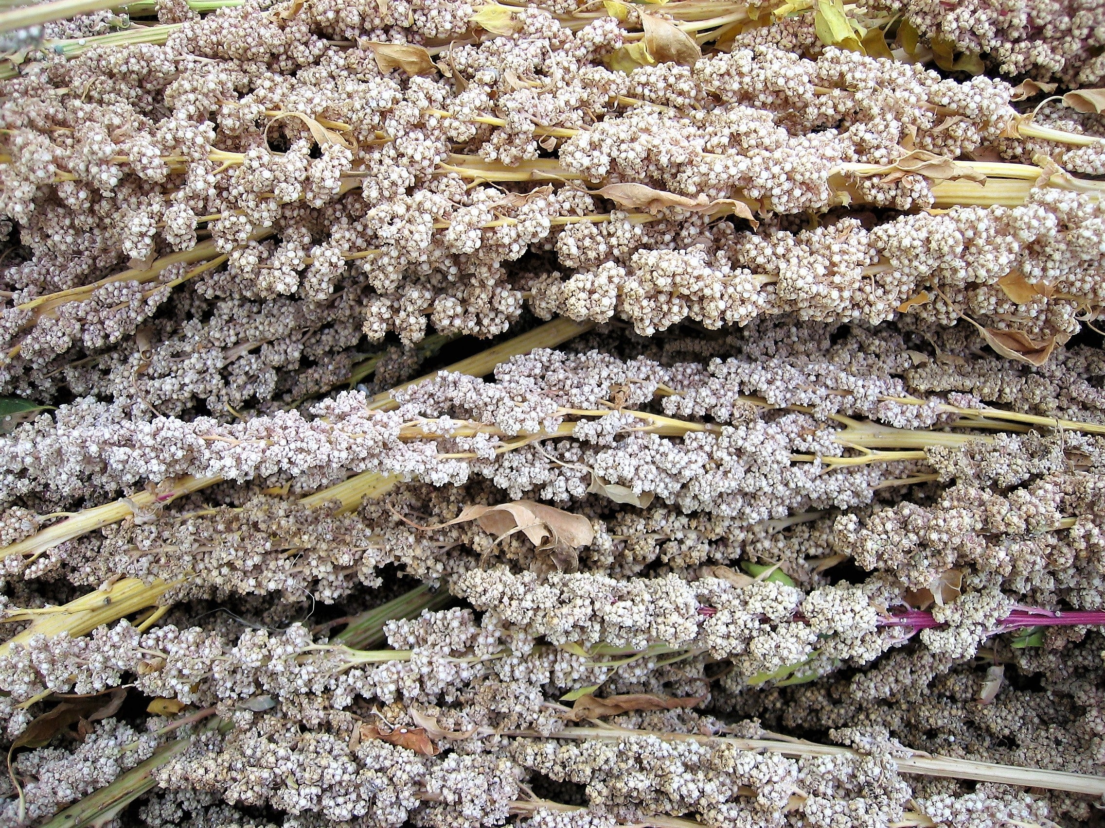 100 Organic PEPPERMINT QUINOA Grain Chenopodium Quinoa White & Green Heads - White Seeds - Image 8