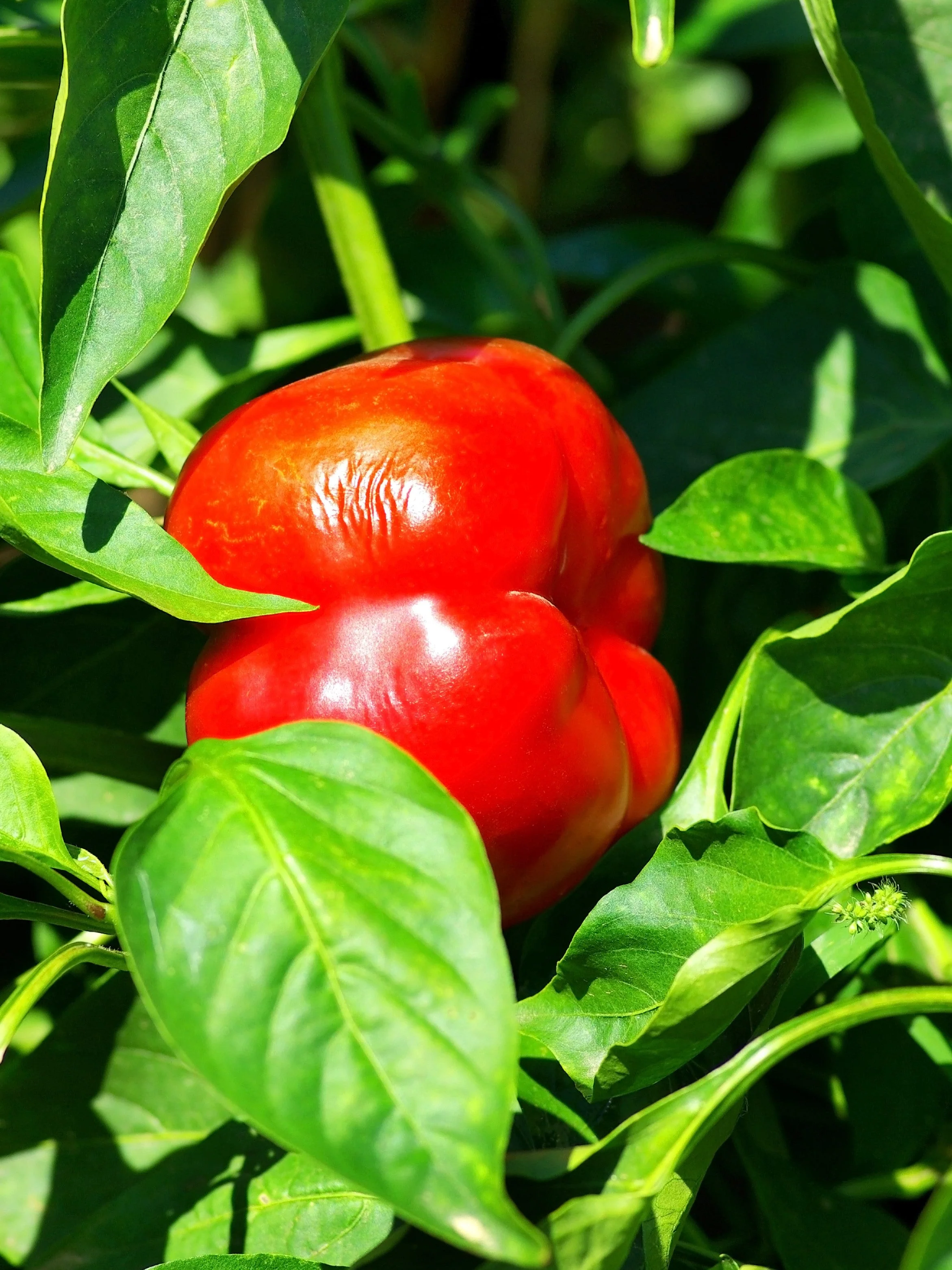 100 PIMENTO PEPPER (Red Sweet Pimientio / Italianelle / Cheese, Roasting, Frying Pepper) Capsicum Annuum Seeds - Image 7