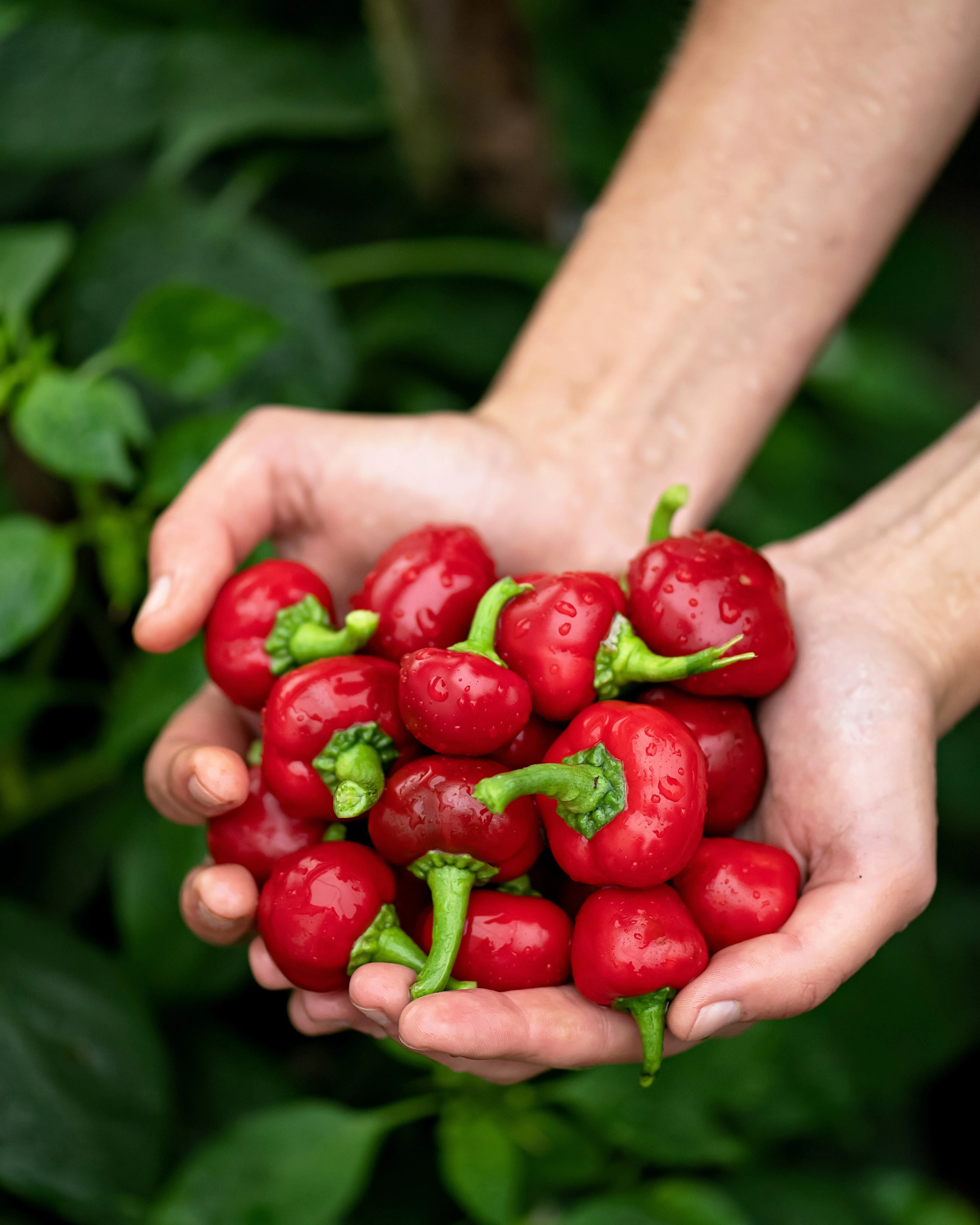 100 Red CHERRY HOTS Pepper (Finger Hots, Hot Cherry Pepper, Hot Chili Pepper, Cherry Chili Pepper, Pimienta) Capsicum Annuum Vegetable Seeds - Image 2