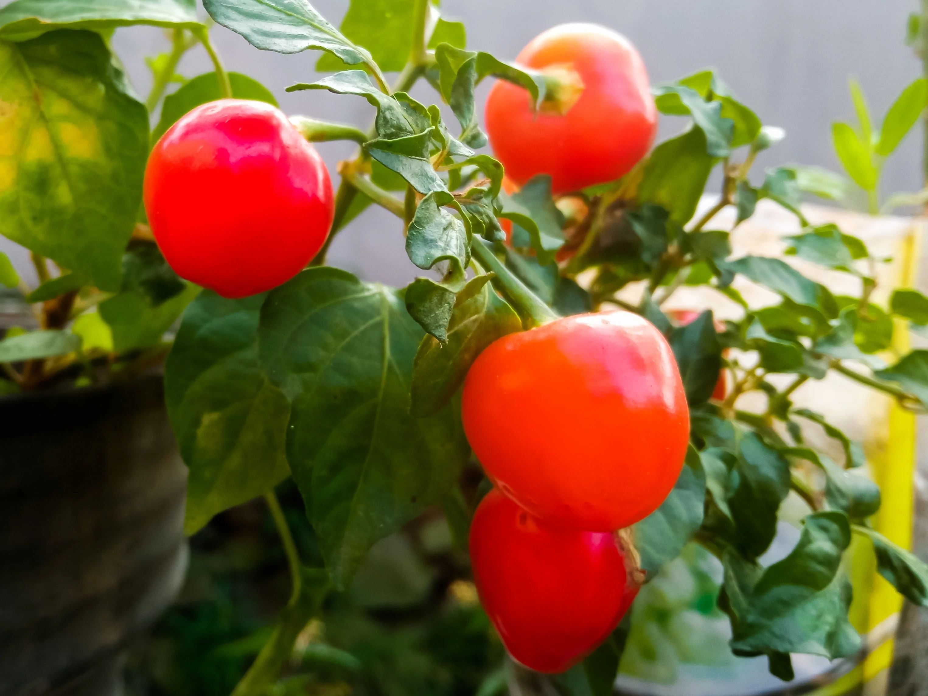 100 Red CHERRY HOTS Pepper (Finger Hots, Hot Cherry Pepper, Hot Chili Pepper, Cherry Chili Pepper, Pimienta) Capsicum Annuum Vegetable Seeds - Image 6