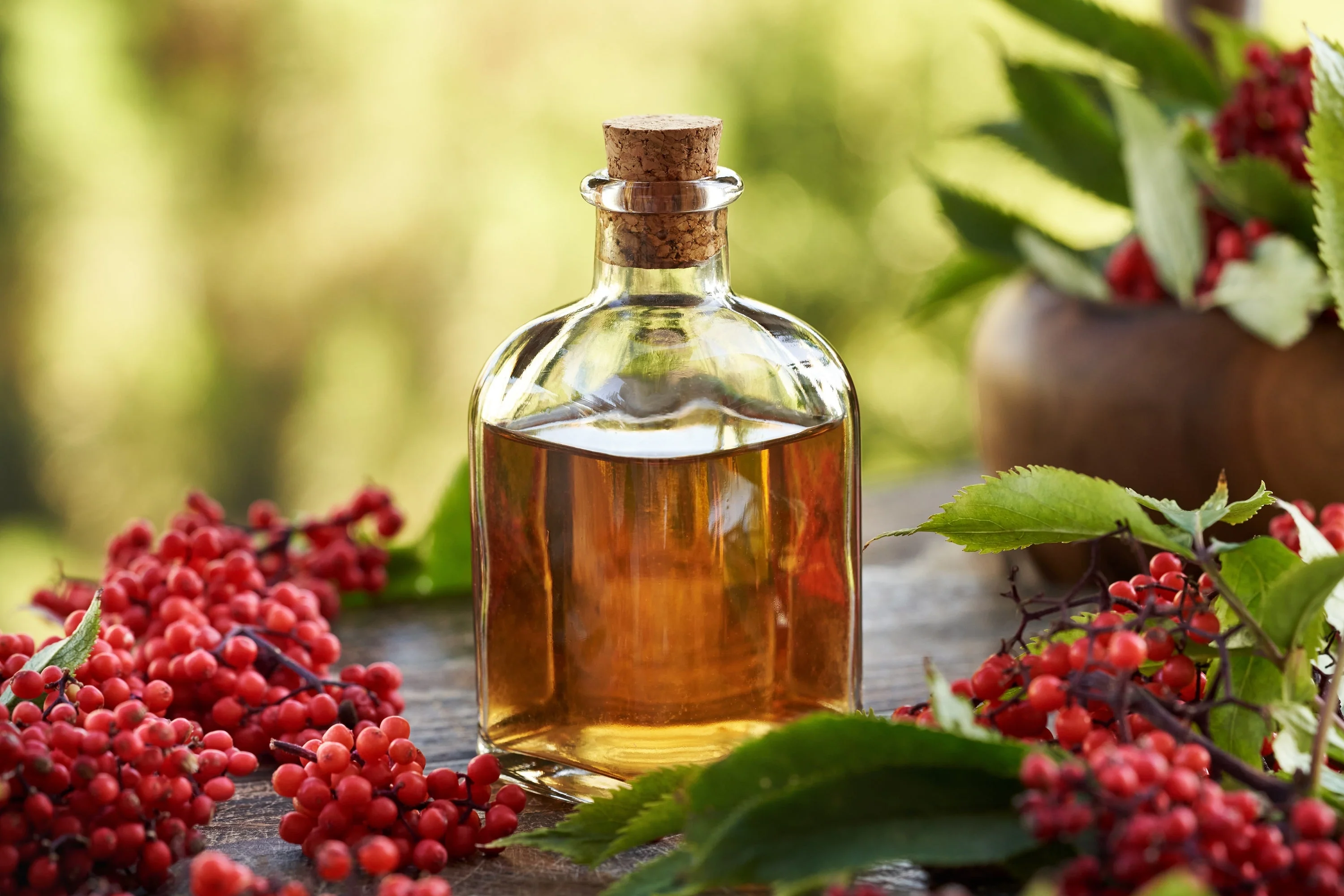 100 RED ELDERBERRY Sambucus Racemosa Scarlet Mountain Elder Bunchberry Tree Shrub Fruit Berry Seeds - Image 10
