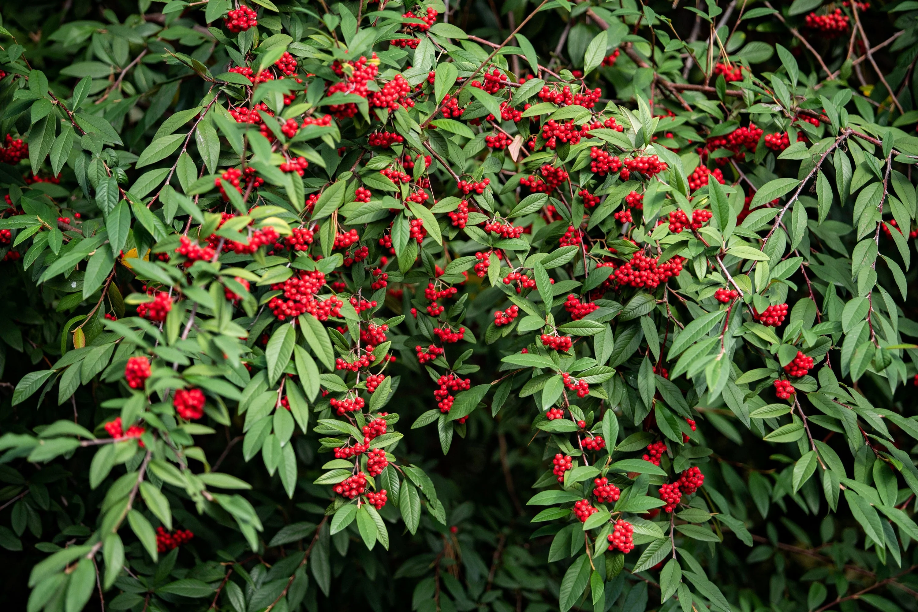 100 RED ELDERBERRY Sambucus Racemosa Scarlet Mountain Elder Bunchberry Tree Shrub Fruit Berry Seeds - Image 12