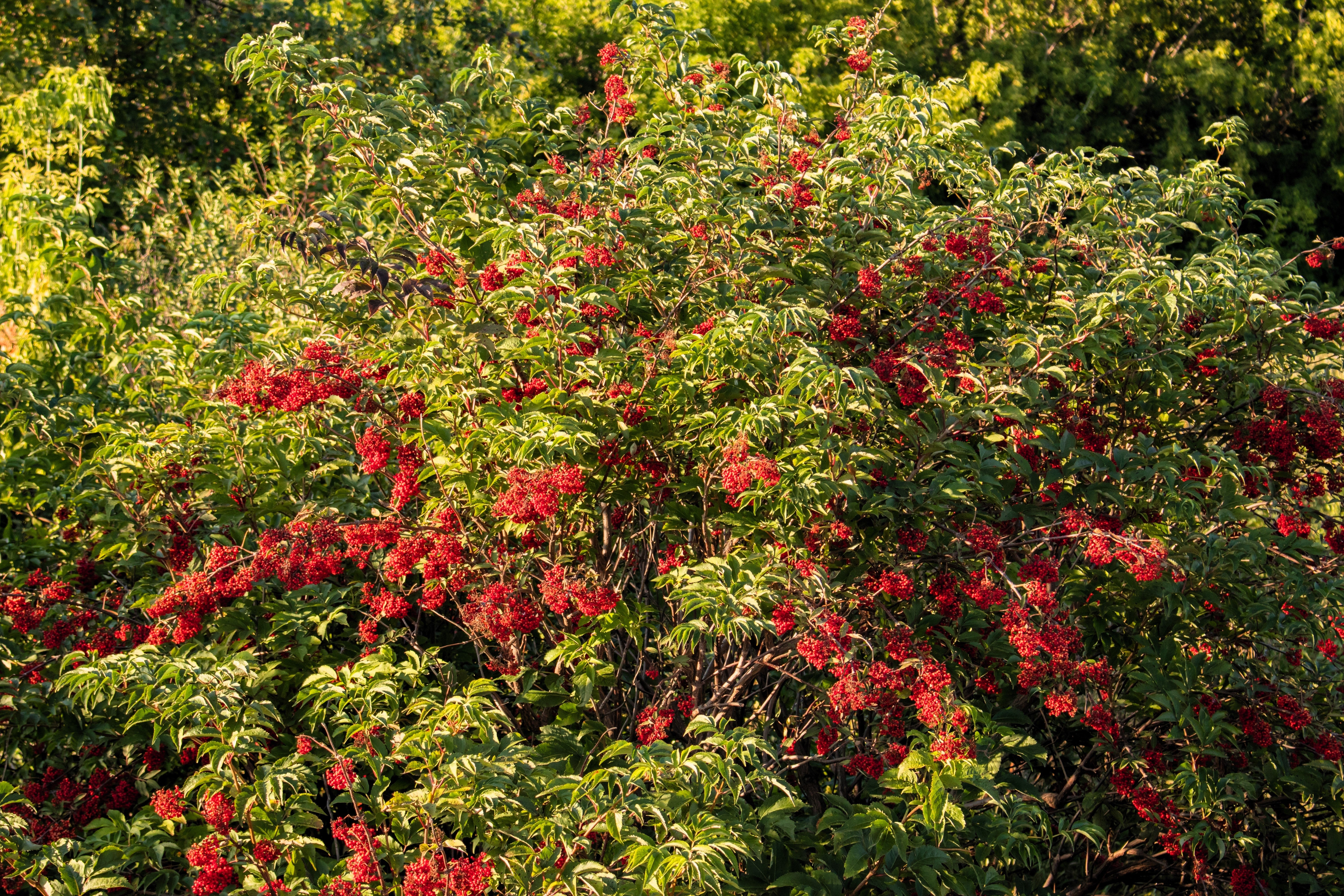 100 RED ELDERBERRY Sambucus Racemosa Scarlet Mountain Elder Bunchberry Tree Shrub Fruit Berry Seeds - Image 13