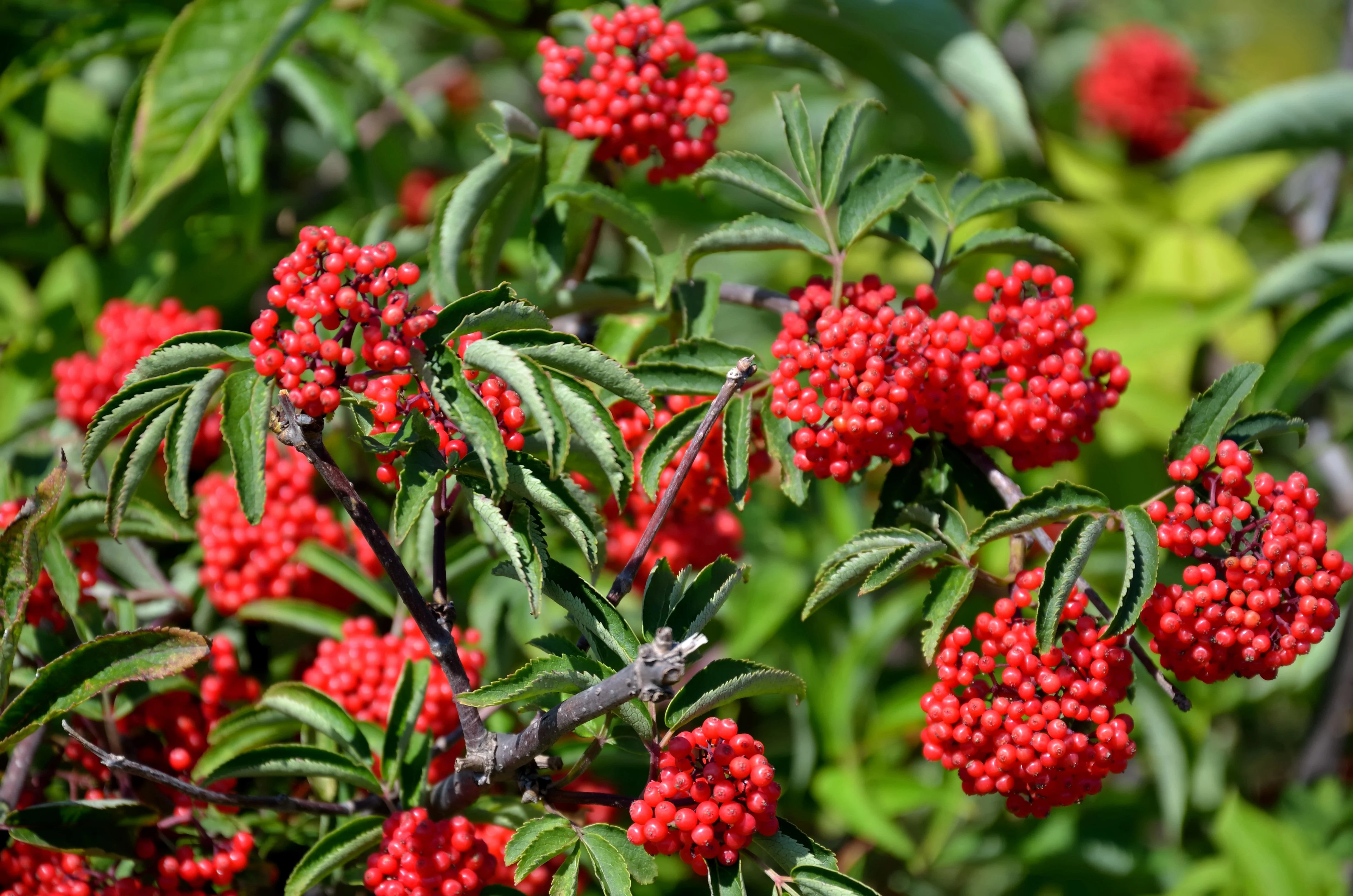 100 RED ELDERBERRY Sambucus Racemosa Scarlet Mountain Elder Bunchberry Tree Shrub Fruit Berry Seeds - Image 2