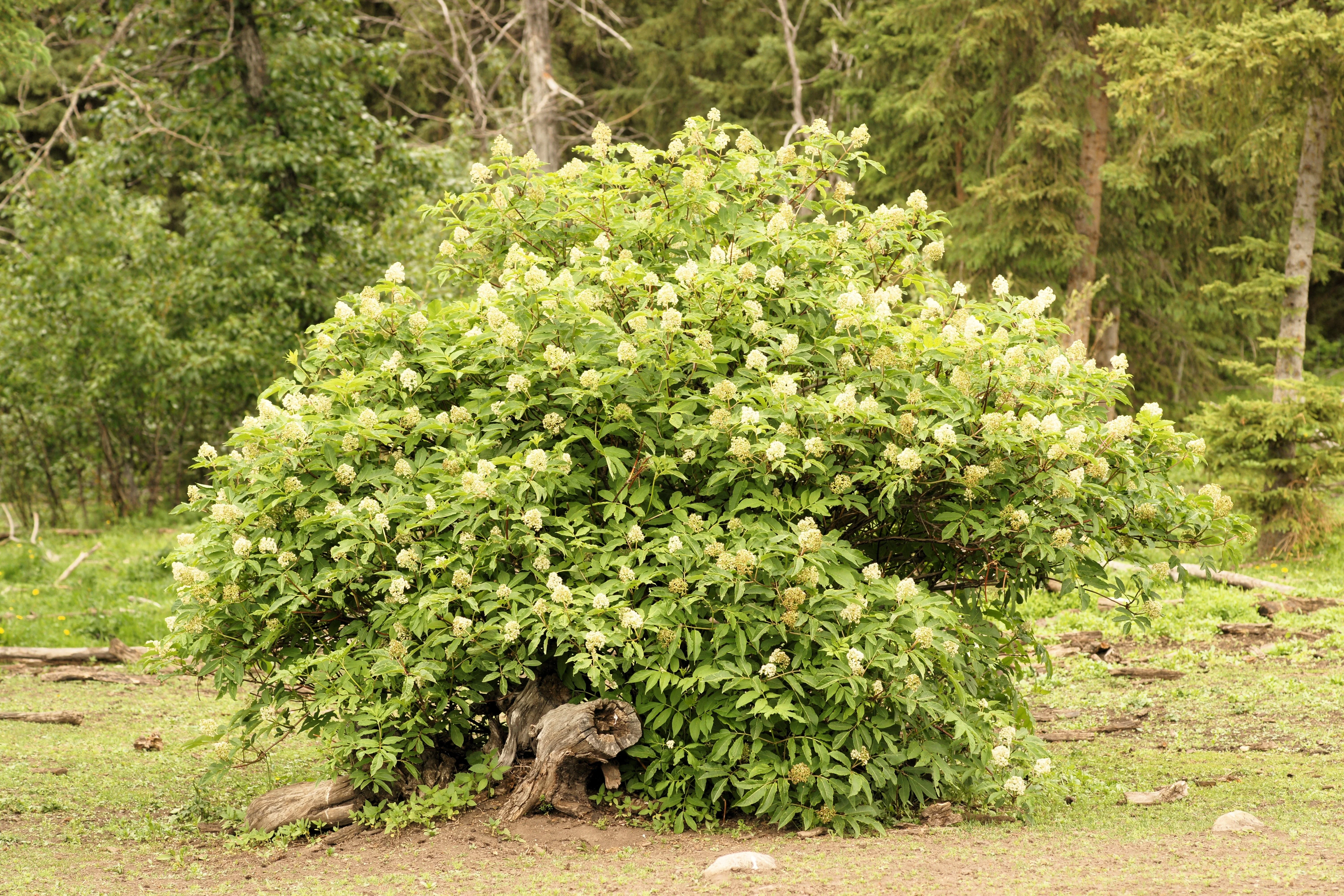 100 RED ELDERBERRY Sambucus Racemosa Scarlet Mountain Elder Bunchberry Tree Shrub Fruit Berry Seeds - Image 3