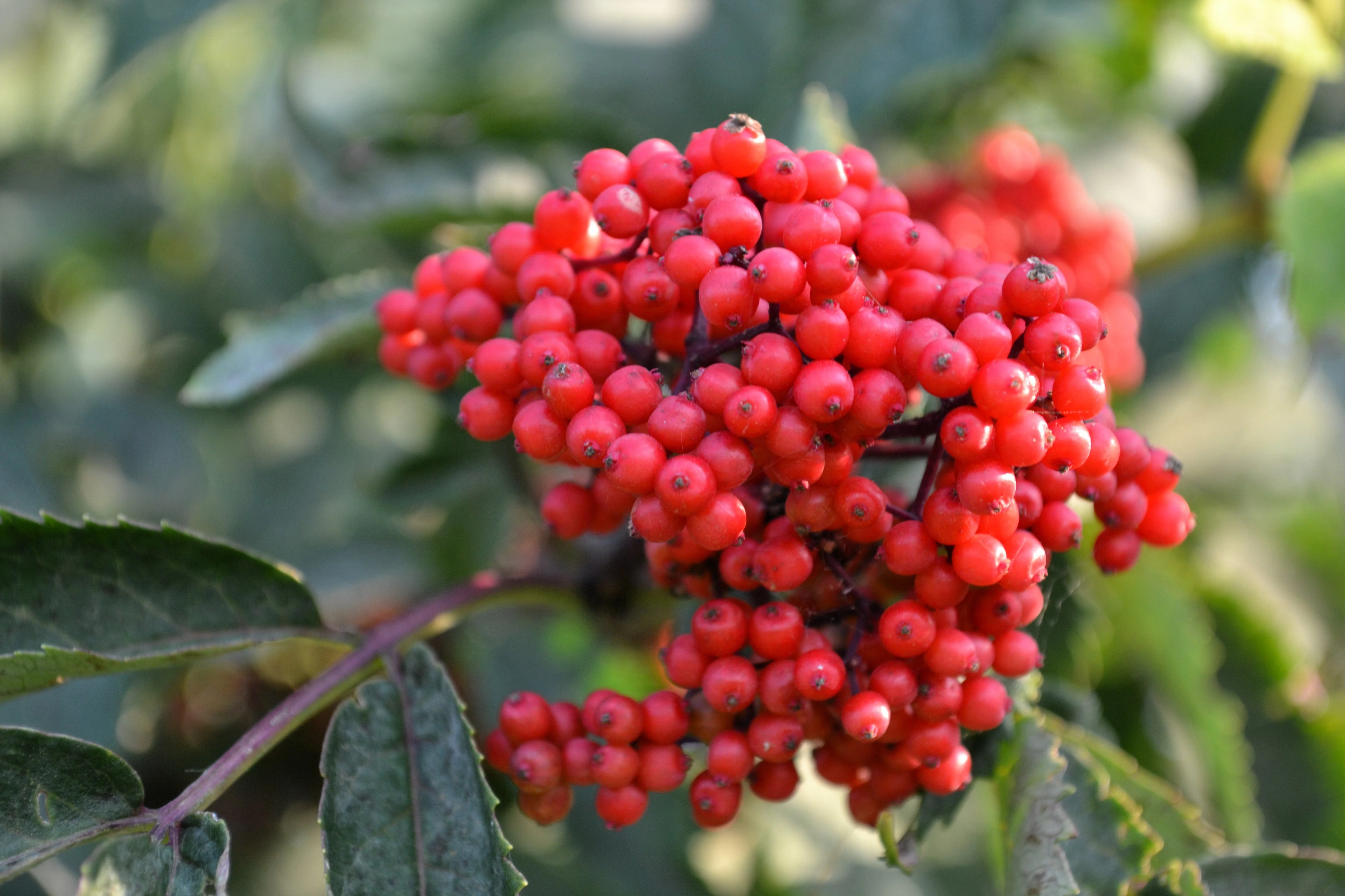 100 RED ELDERBERRY Sambucus Racemosa Scarlet Mountain Elder Bunchberry Tree Shrub Fruit Berry Seeds - Image 4