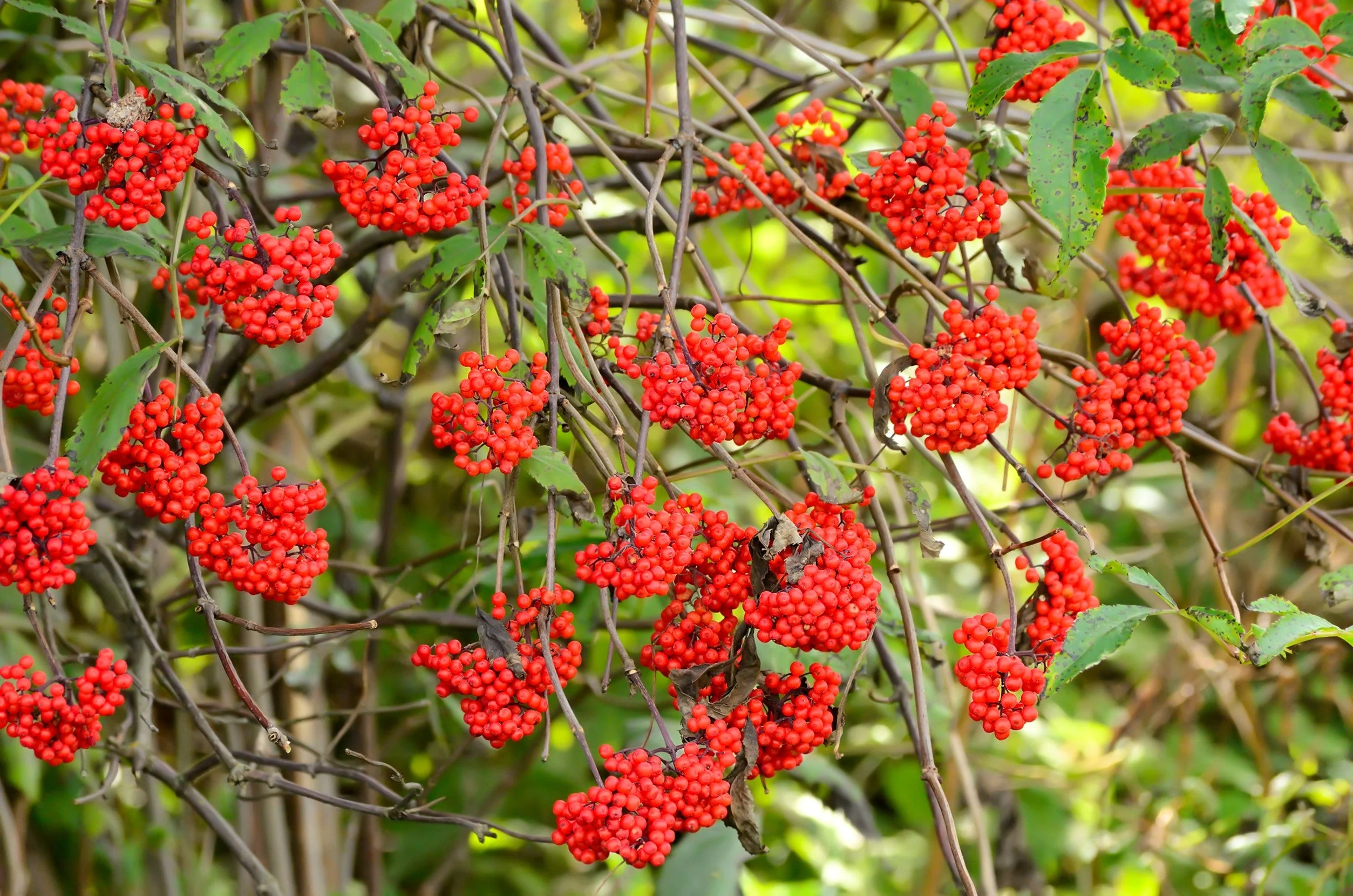 100 RED ELDERBERRY Sambucus Racemosa Scarlet Mountain Elder Bunchberry Tree Shrub Fruit Berry Seeds - Image 5