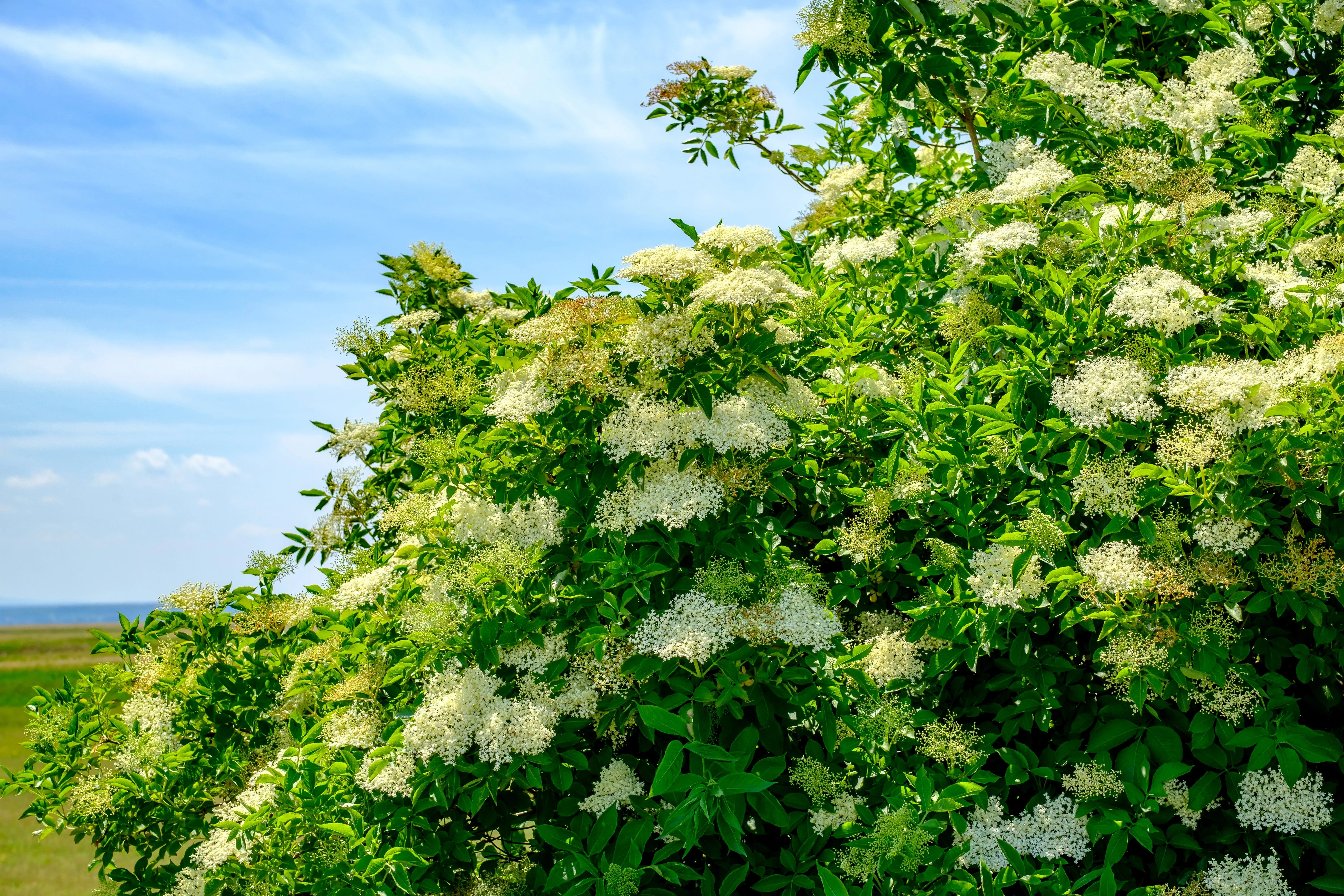 100 RED ELDERBERRY Sambucus Racemosa Scarlet Mountain Elder Bunchberry Tree Shrub Fruit Berry Seeds - Image 6
