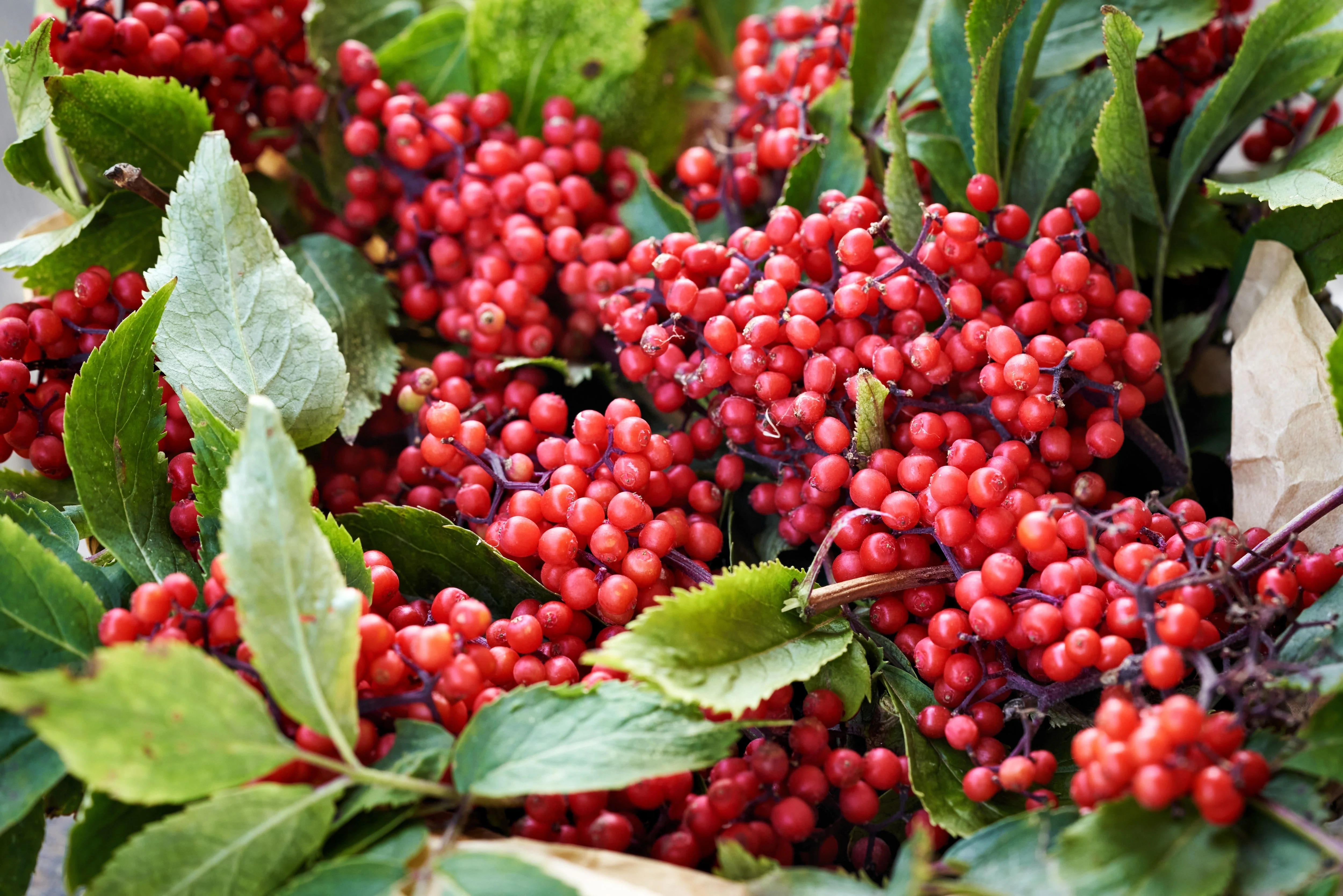 100 RED ELDERBERRY Sambucus Racemosa Scarlet Mountain Elder Bunchberry Tree Shrub Fruit Berry Seeds - Image 7