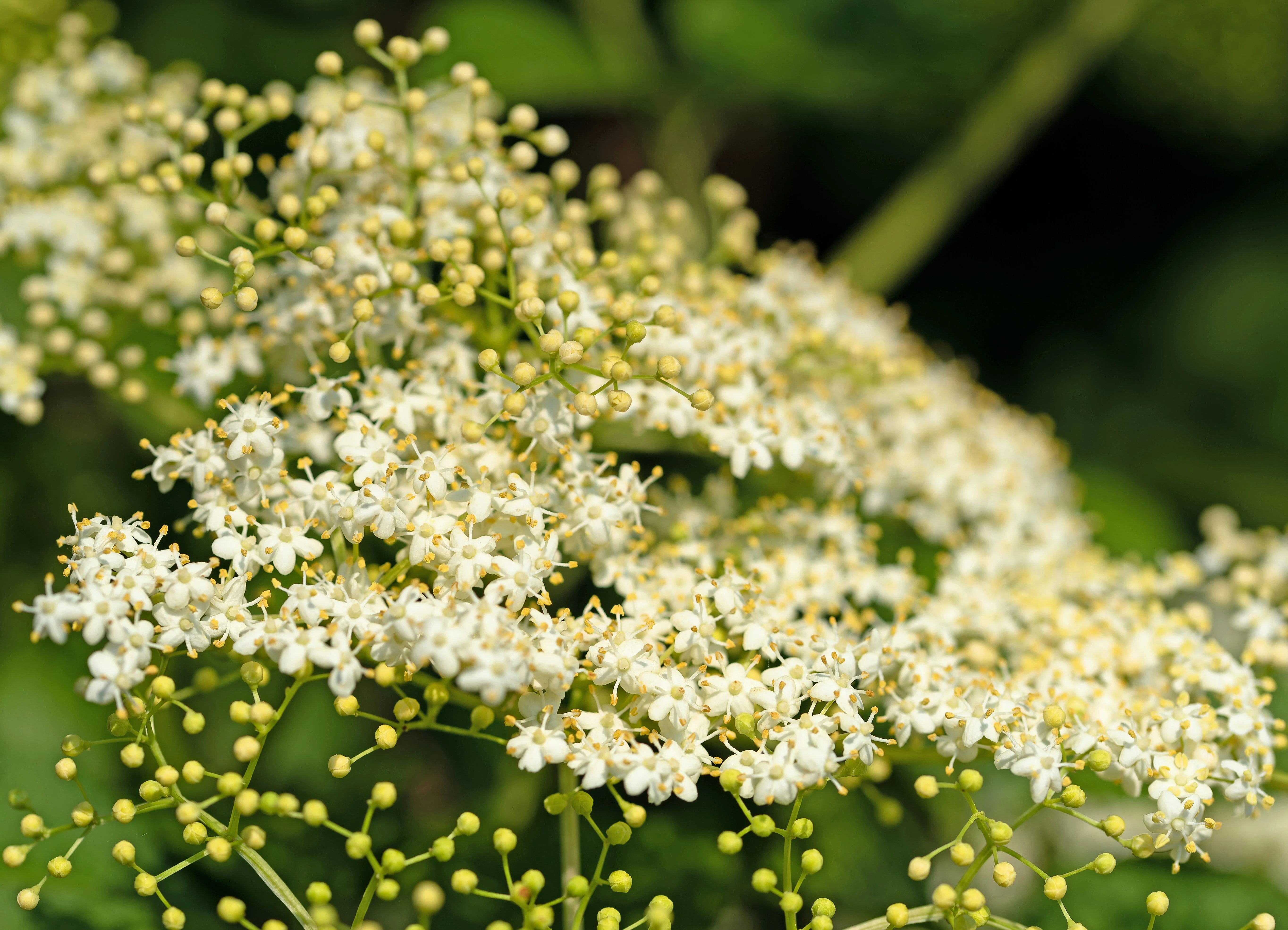 100 RED ELDERBERRY Sambucus Racemosa Scarlet Mountain Elder Bunchberry Tree Shrub Fruit Berry Seeds - Image 8