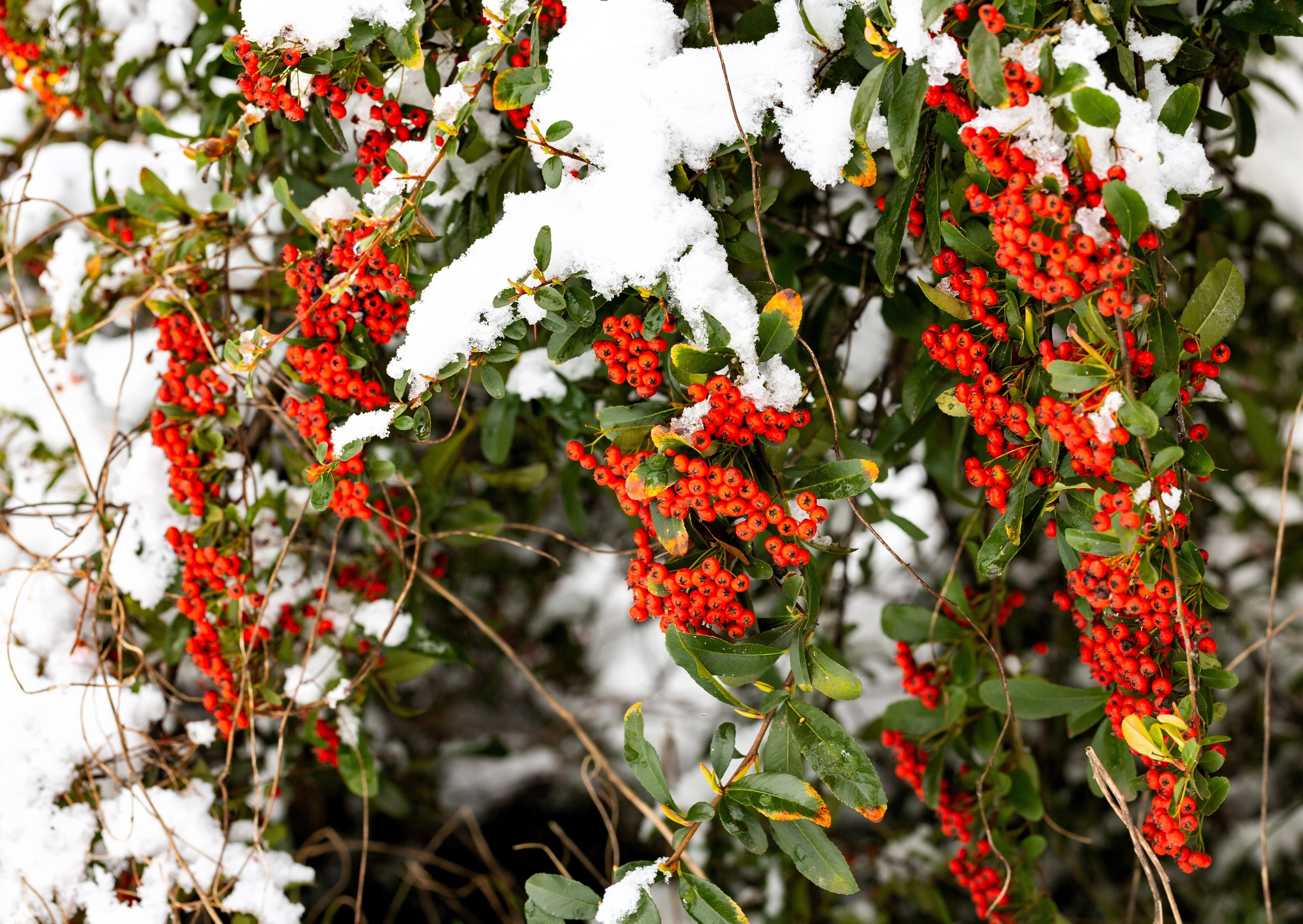 100 RED ELDERBERRY Sambucus Racemosa Scarlet Mountain Elder Bunchberry Tree Shrub Fruit Berry Seeds - Image 9