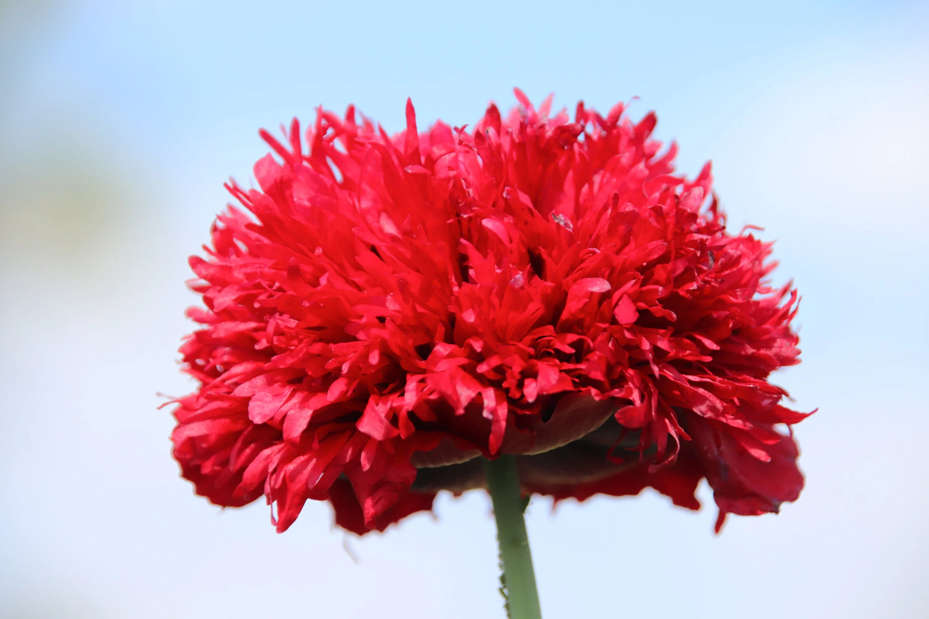 100 Red OASE PEONY POPPY Papaver Peoniflorum Double Flower Seeds - Image 2