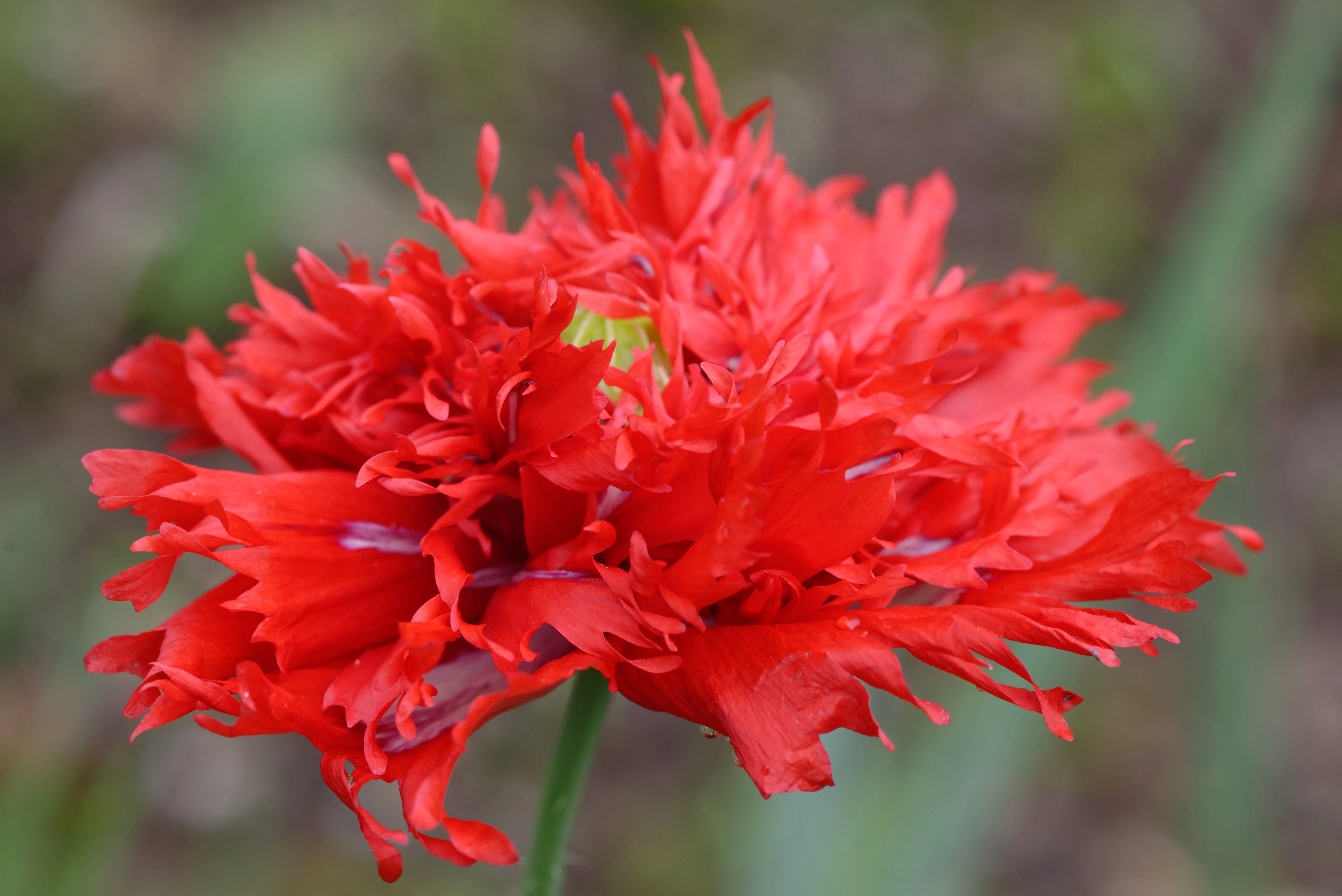 100 Red OASE PEONY POPPY Papaver Peoniflorum Double Flower Seeds - Image 3
