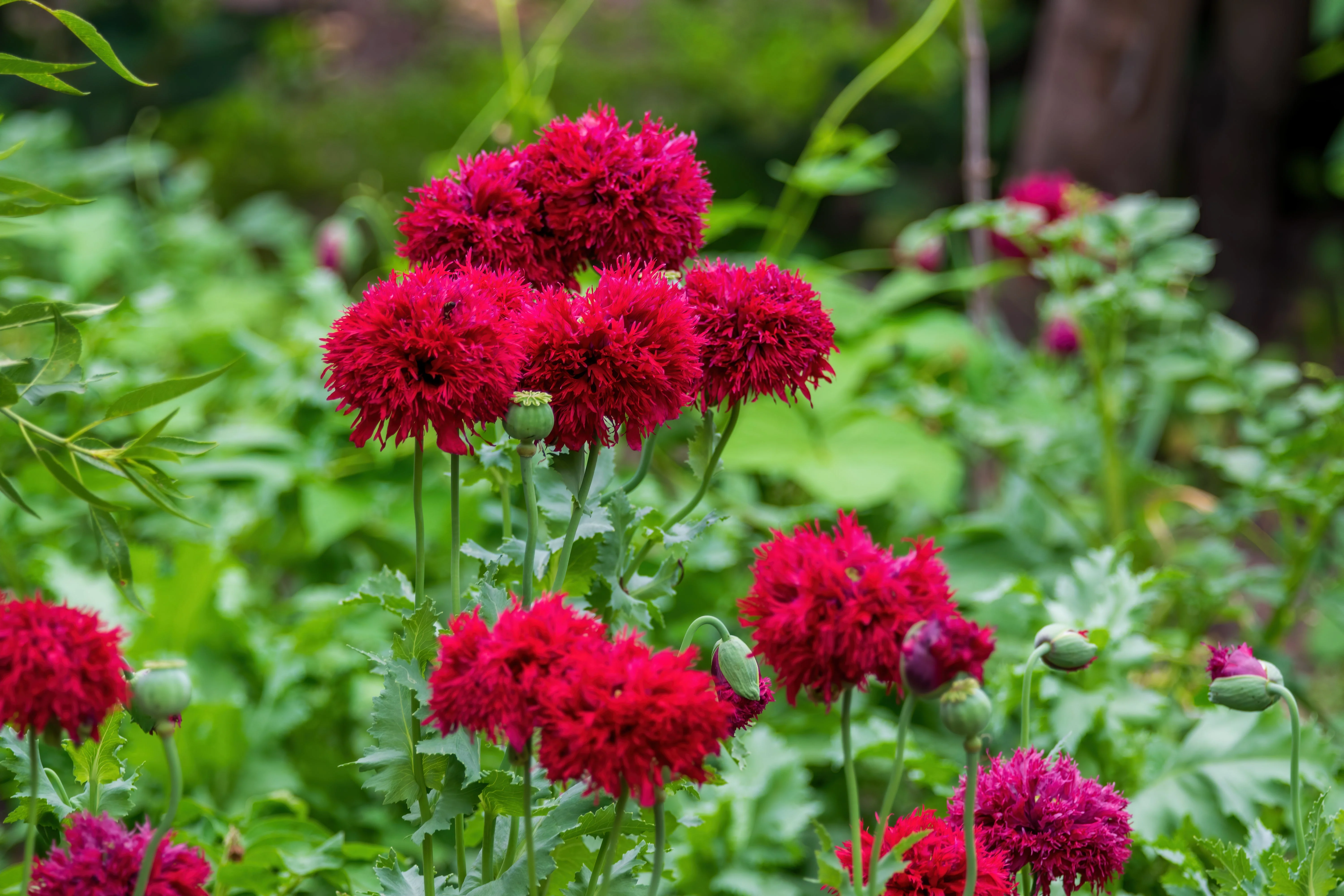 100 Red OASE PEONY POPPY Papaver Peoniflorum Double Flower Seeds - Image 4