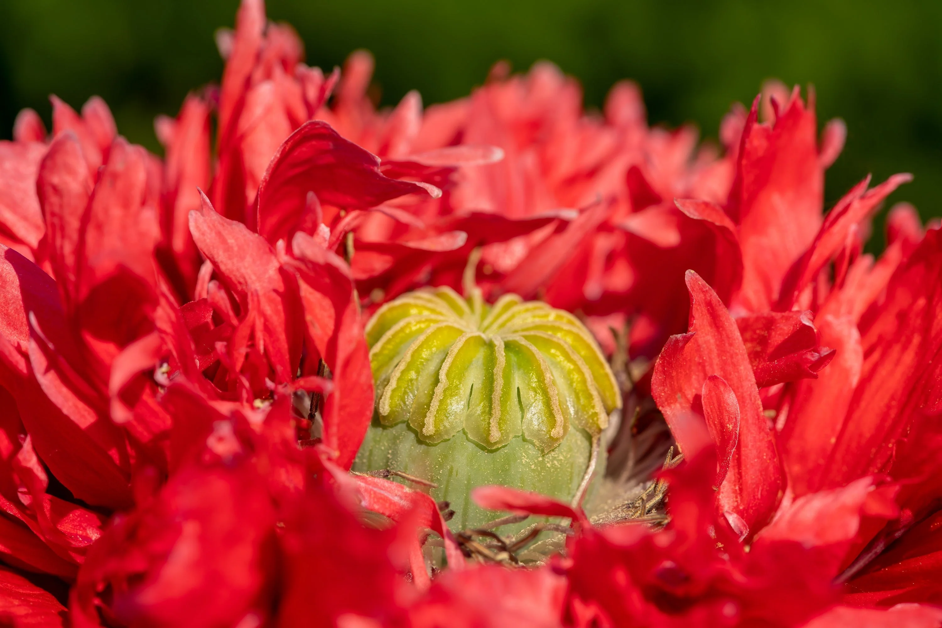 100 Red OASE PEONY POPPY Papaver Peoniflorum Double Flower Seeds - Image 5