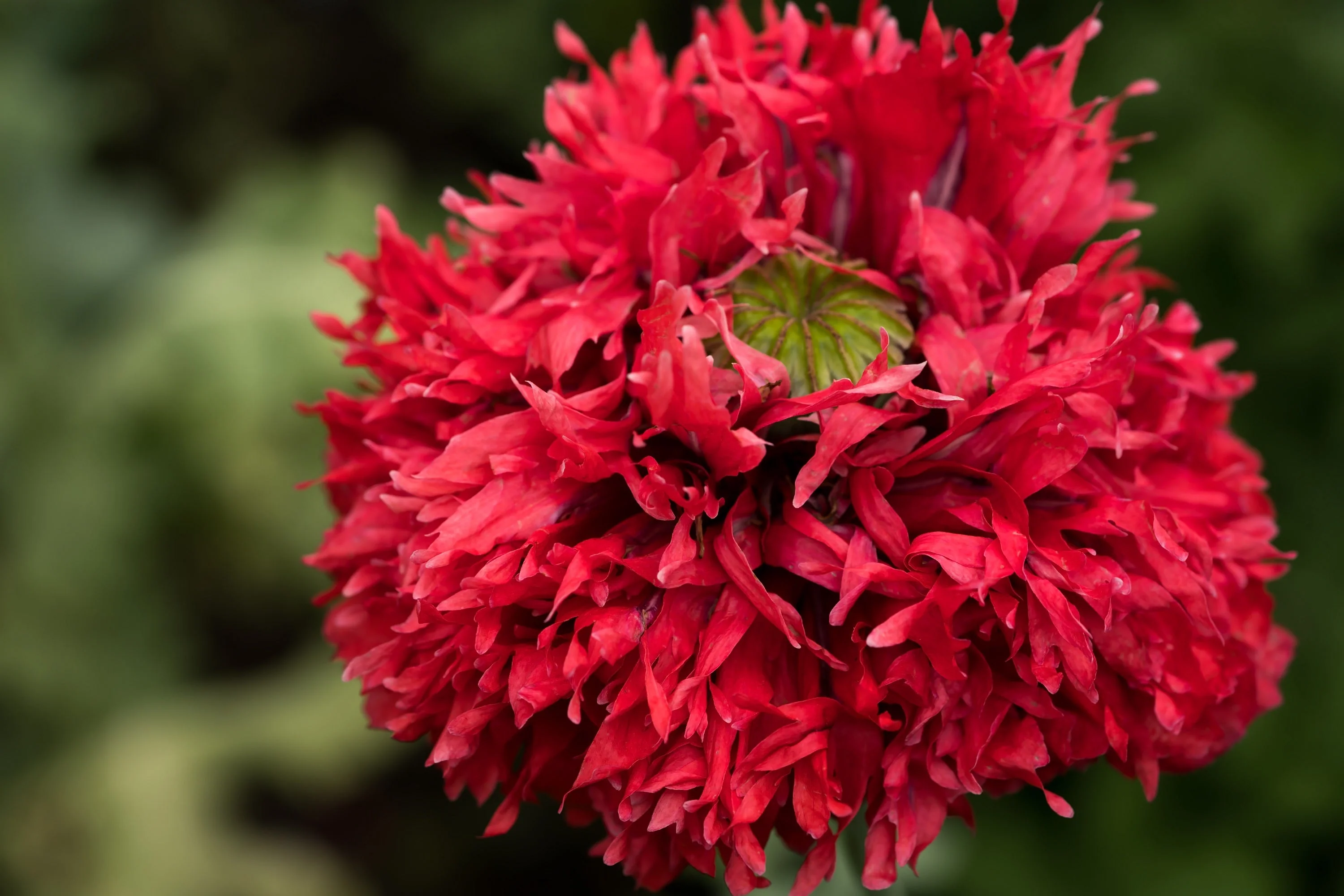 100 Red OASE PEONY POPPY Papaver Peoniflorum Double Flower Seeds - Image 6