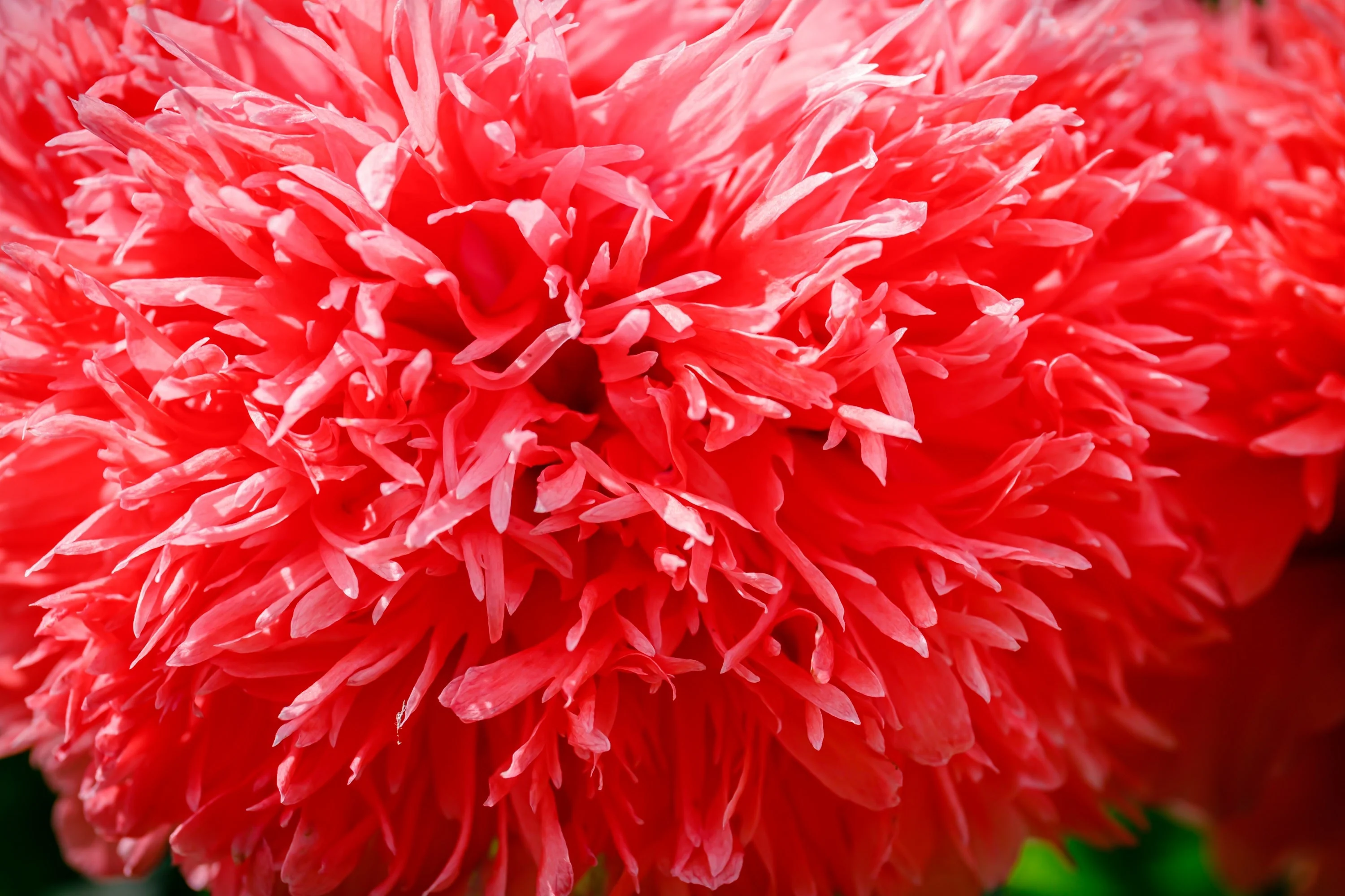 100 Red OASE PEONY POPPY Papaver Peoniflorum Double Flower Seeds - Image 7