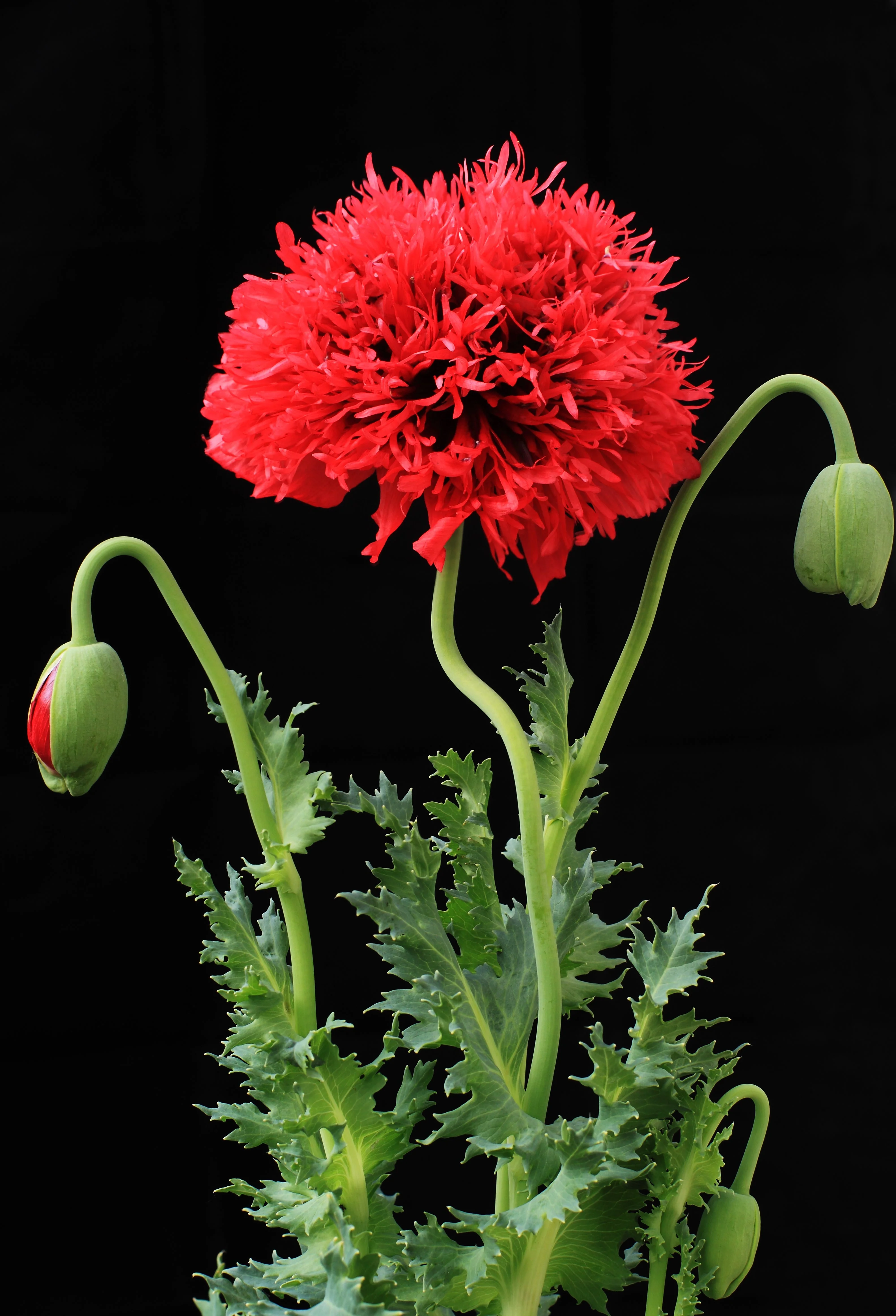 100 Red OASE PEONY POPPY Papaver Peoniflorum Double Flower Seeds - Image 8