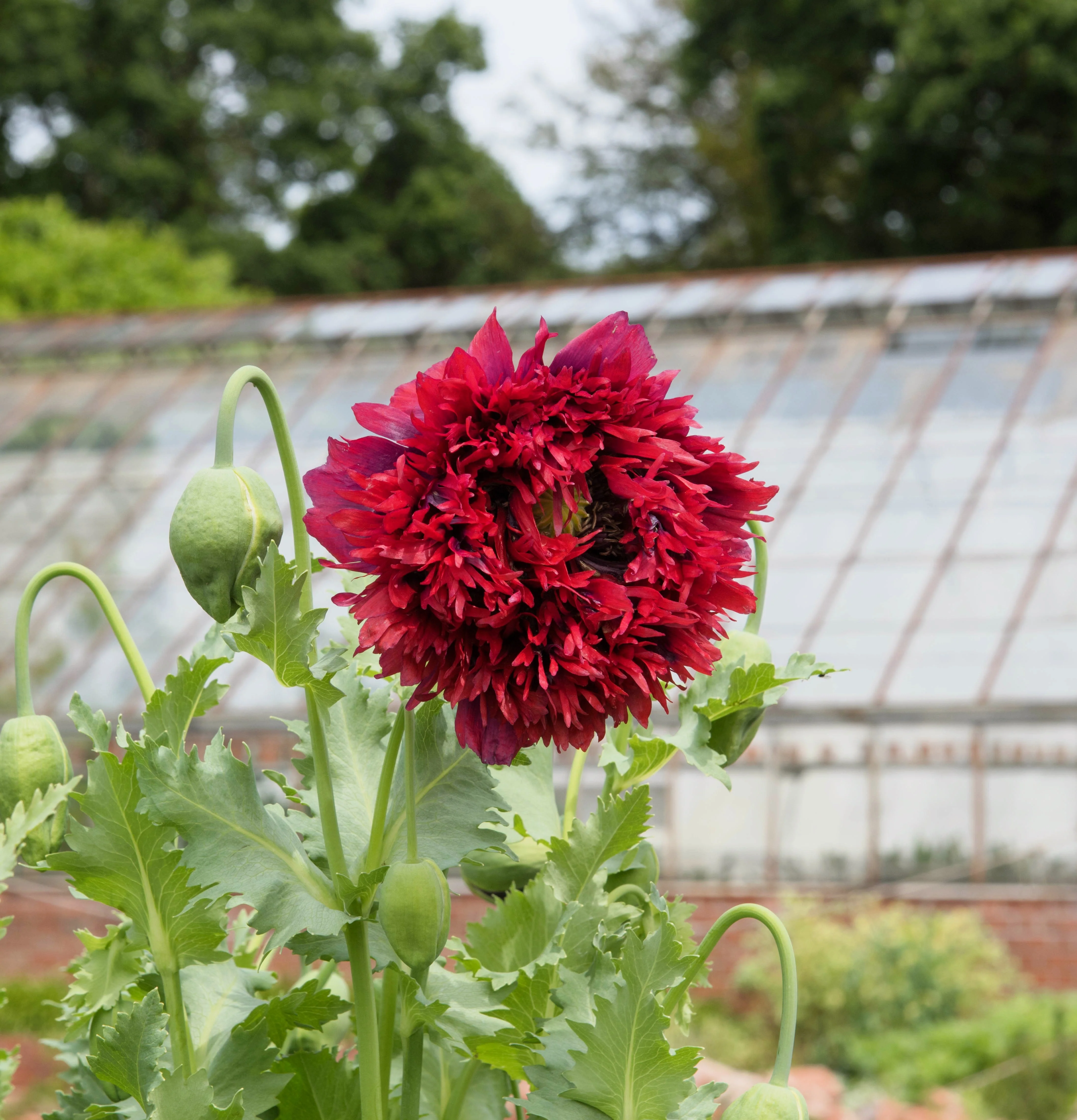 100 Red OASE PEONY POPPY Papaver Peoniflorum Double Flower Seeds - Image 9