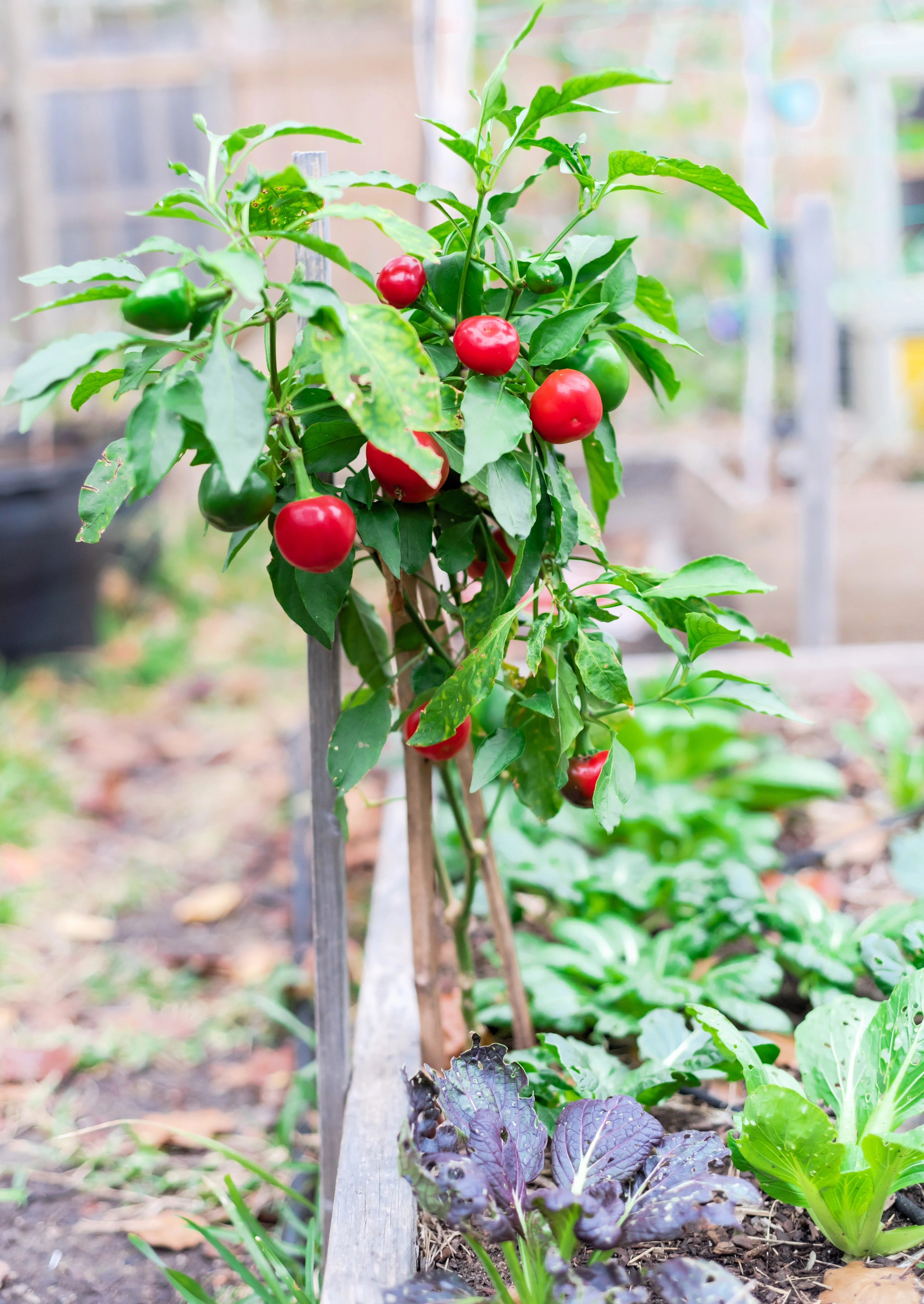 100 SWEET CHERRY PEPPER Red Chili Capsicum Annuum Vegetable Seeds - Image 10