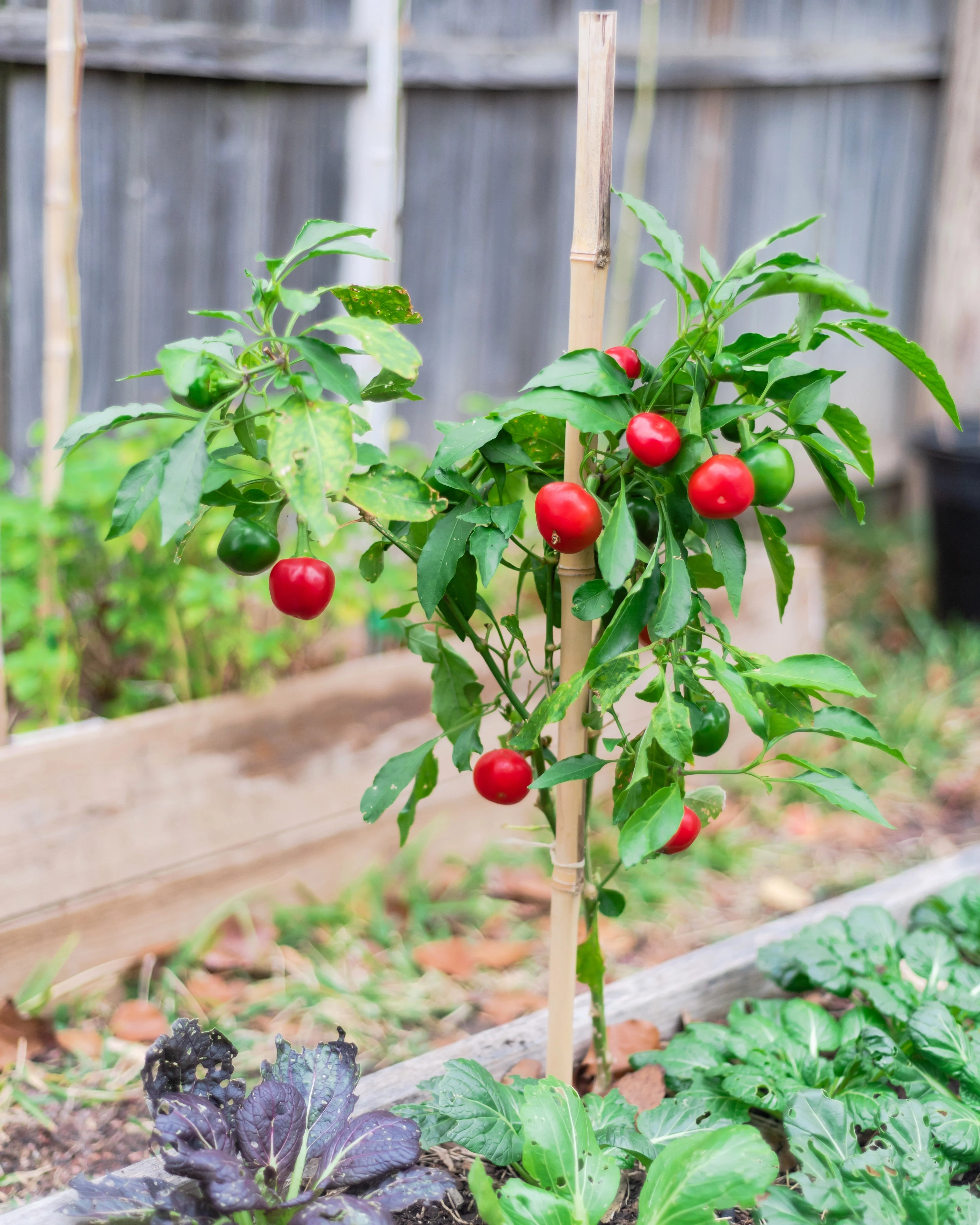 100 SWEET CHERRY PEPPER Red Chili Capsicum Annuum Vegetable Seeds - Image 3