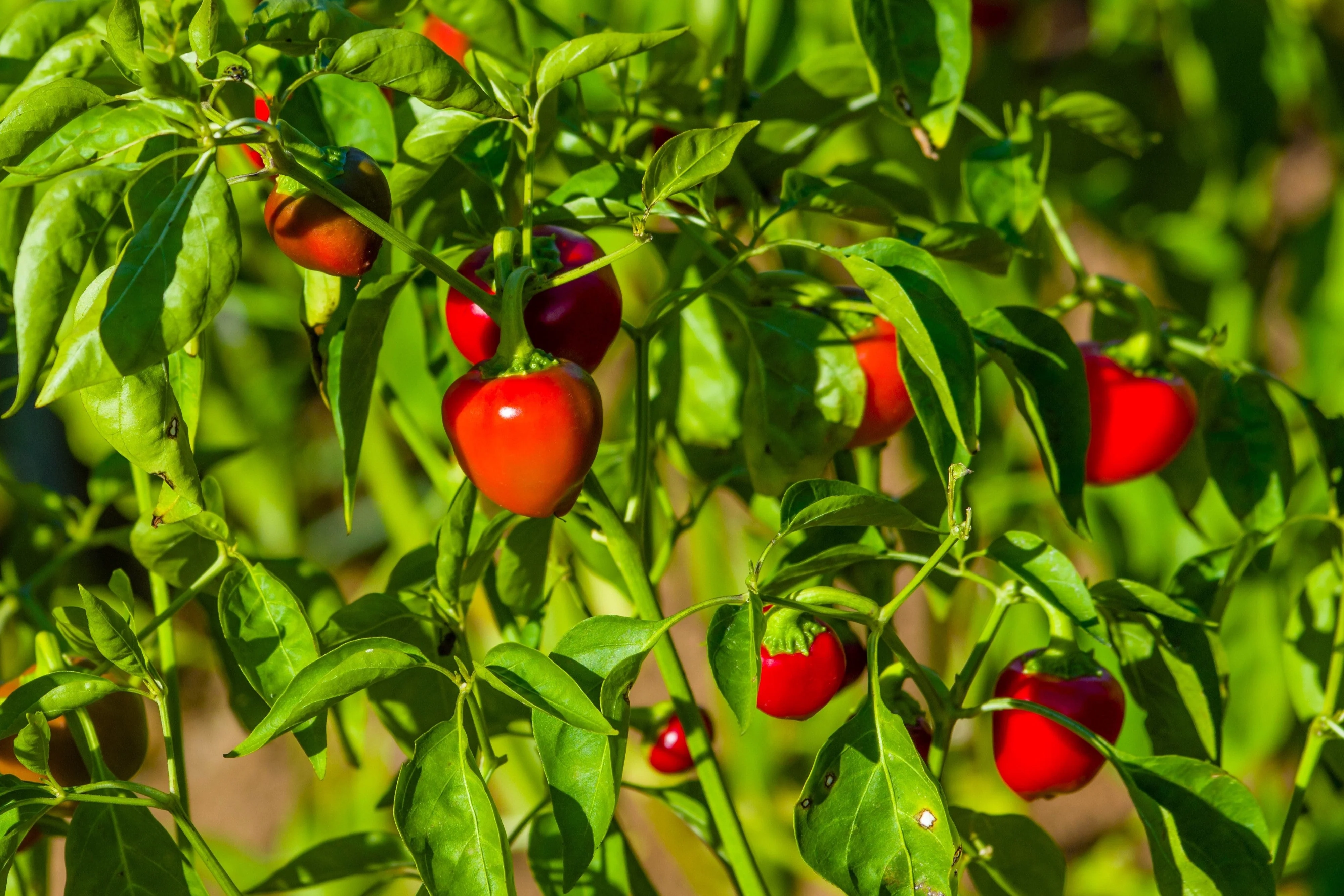 100 SWEET CHERRY PEPPER Red Chili Capsicum Annuum Vegetable Seeds - Image 4
