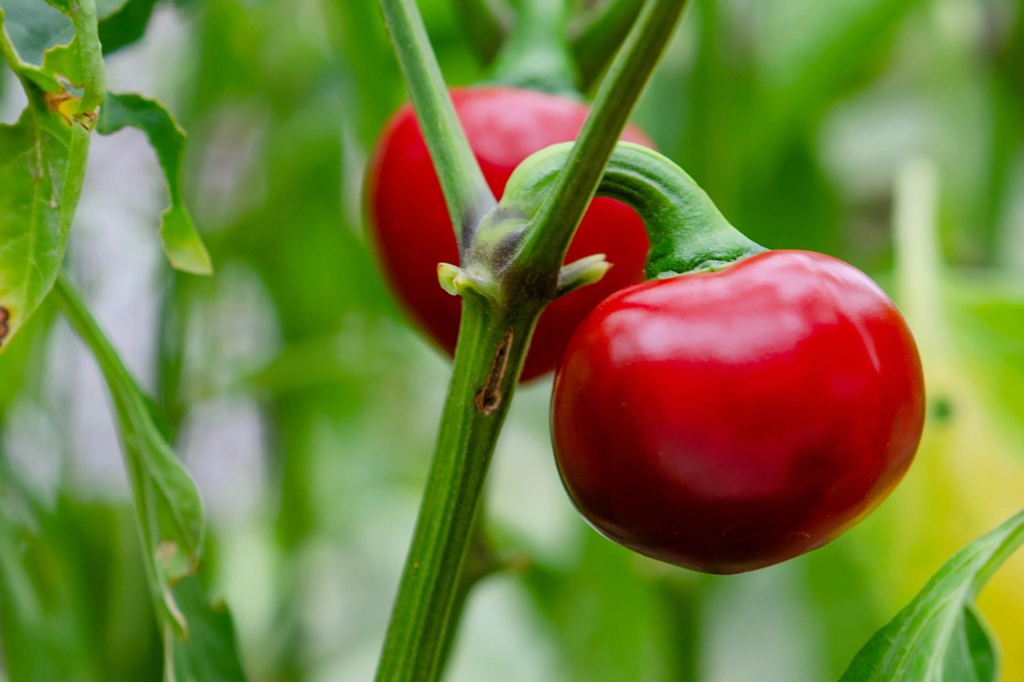 100 SWEET CHERRY PEPPER Red Chili Capsicum Annuum Vegetable Seeds - Image 5