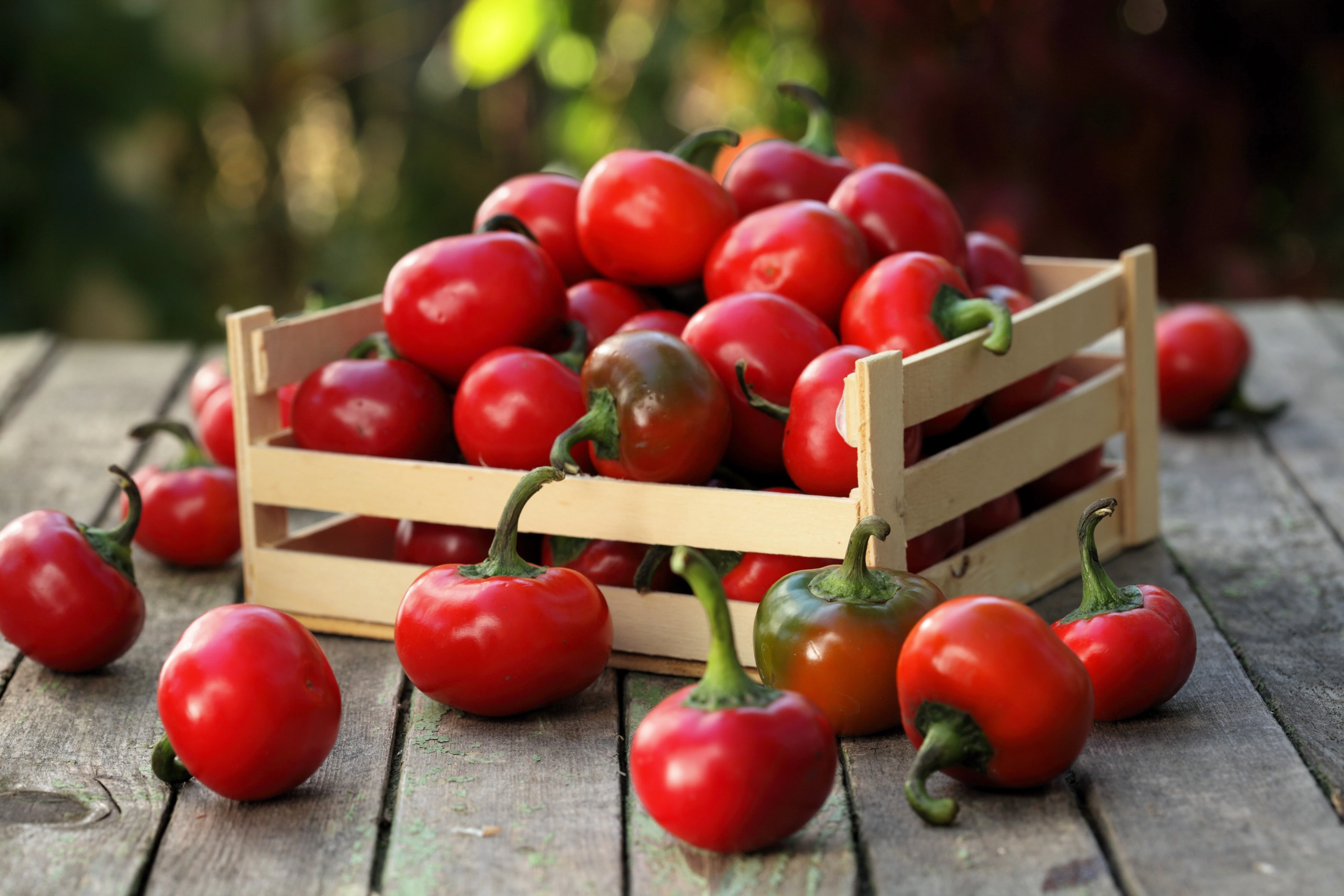 100 SWEET CHERRY PEPPER Red Chili Capsicum Annuum Vegetable Seeds - Image 7