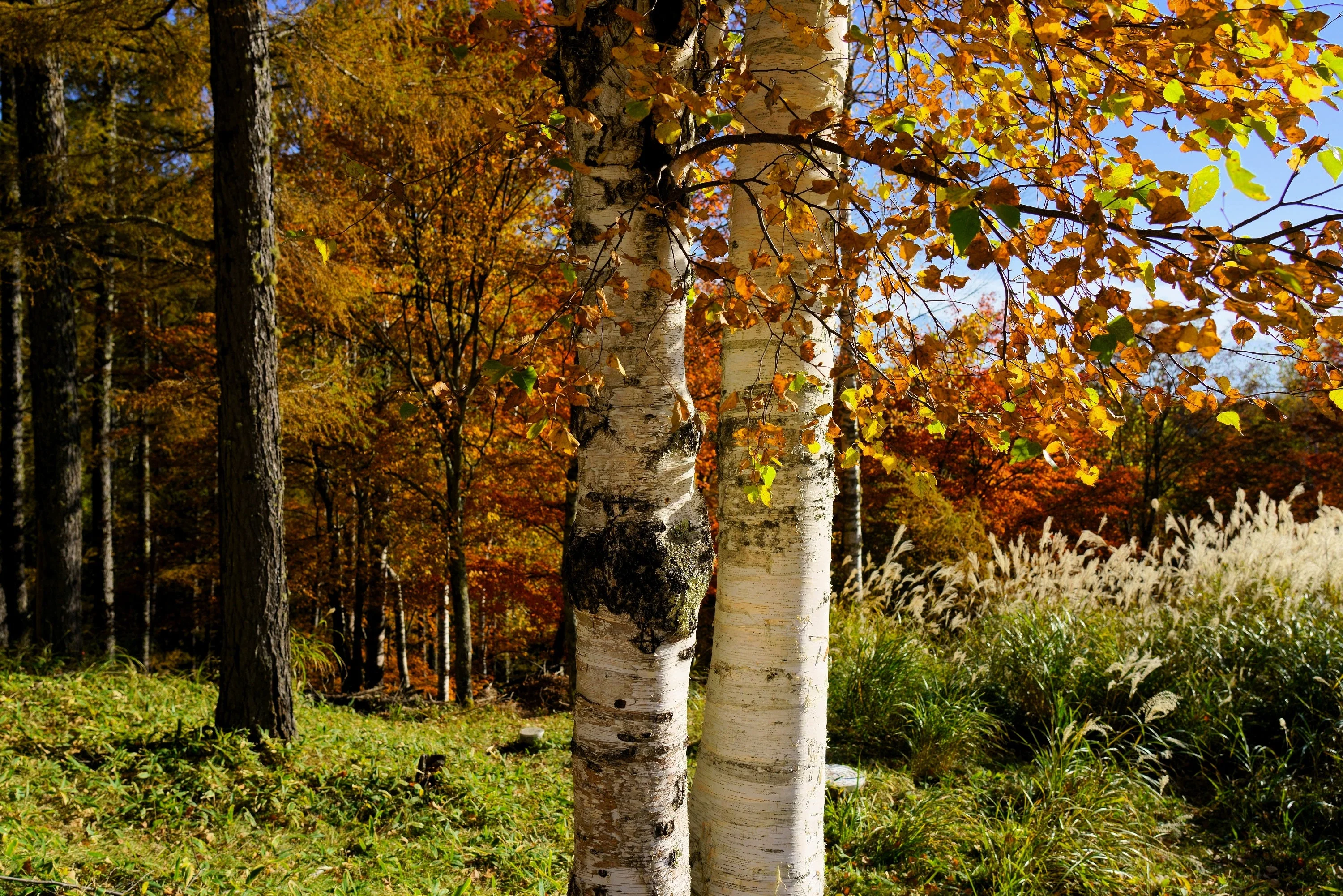 100 WHITE Japanese BIRCH TREE Betula Platyphylla Japonica Seeds - Image 10