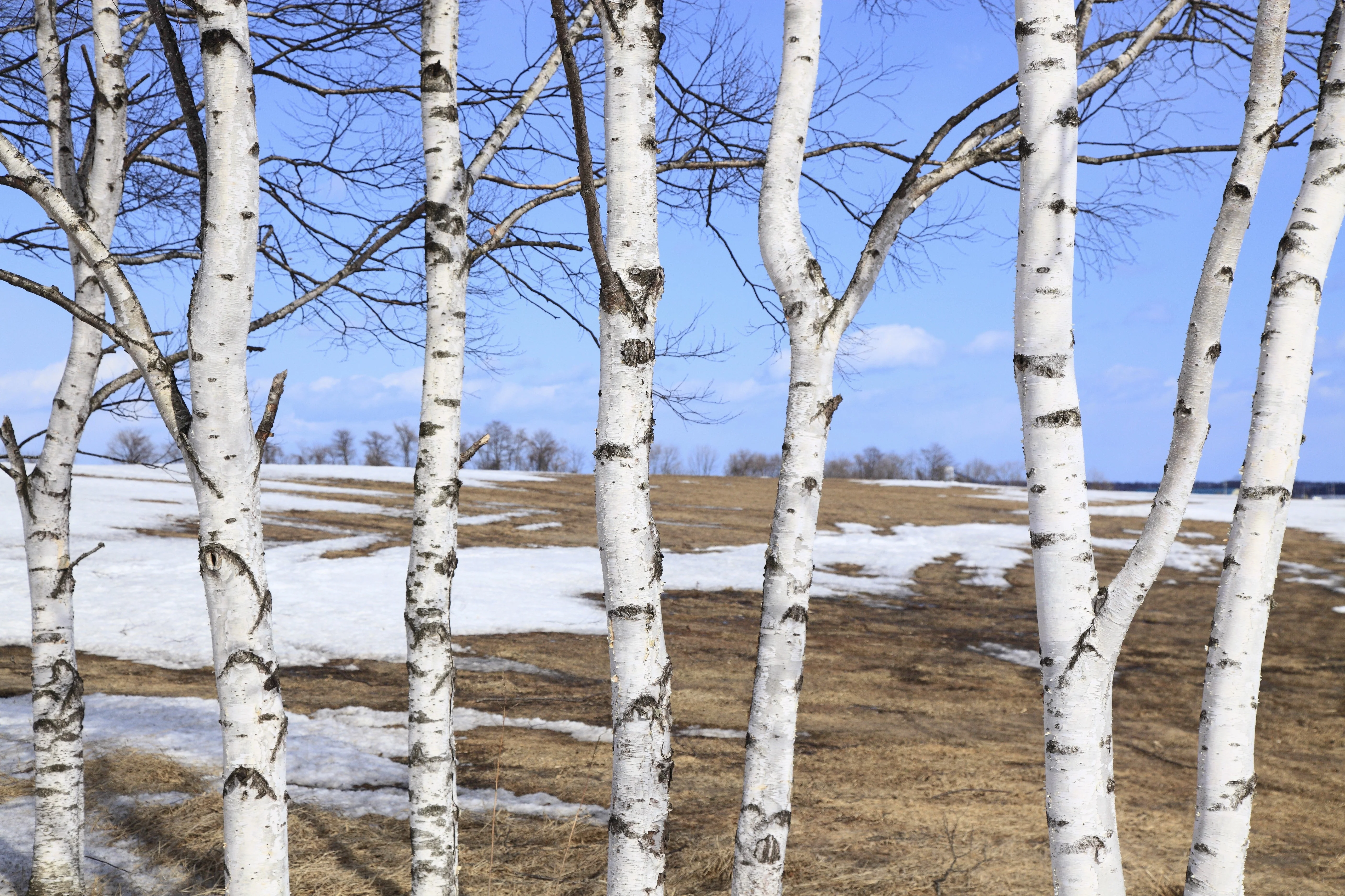 100 WHITE Japanese BIRCH TREE Betula Platyphylla Japonica Seeds - Image 2
