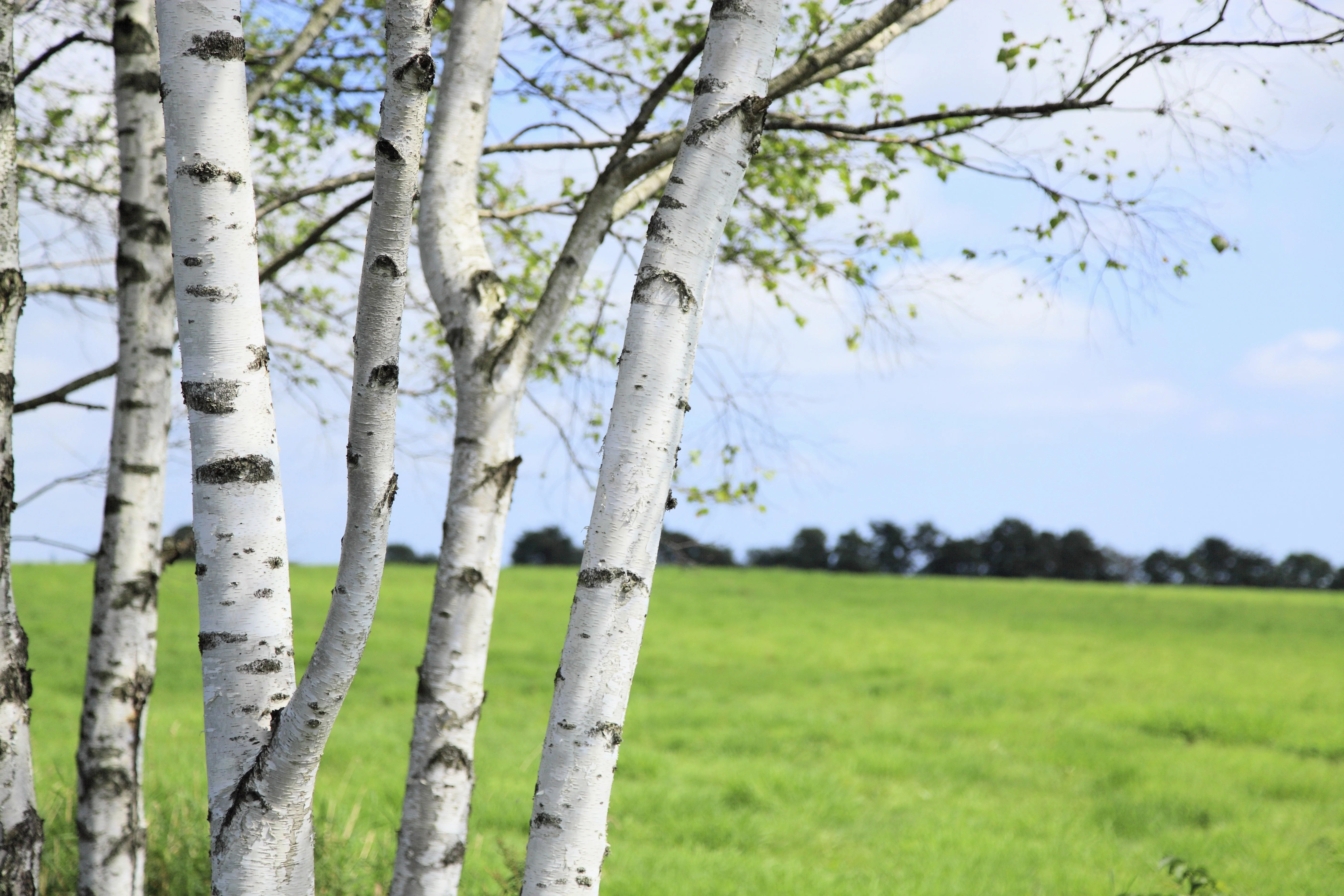 100 WHITE Japanese BIRCH TREE Betula Platyphylla Japonica Seeds - Image 3
