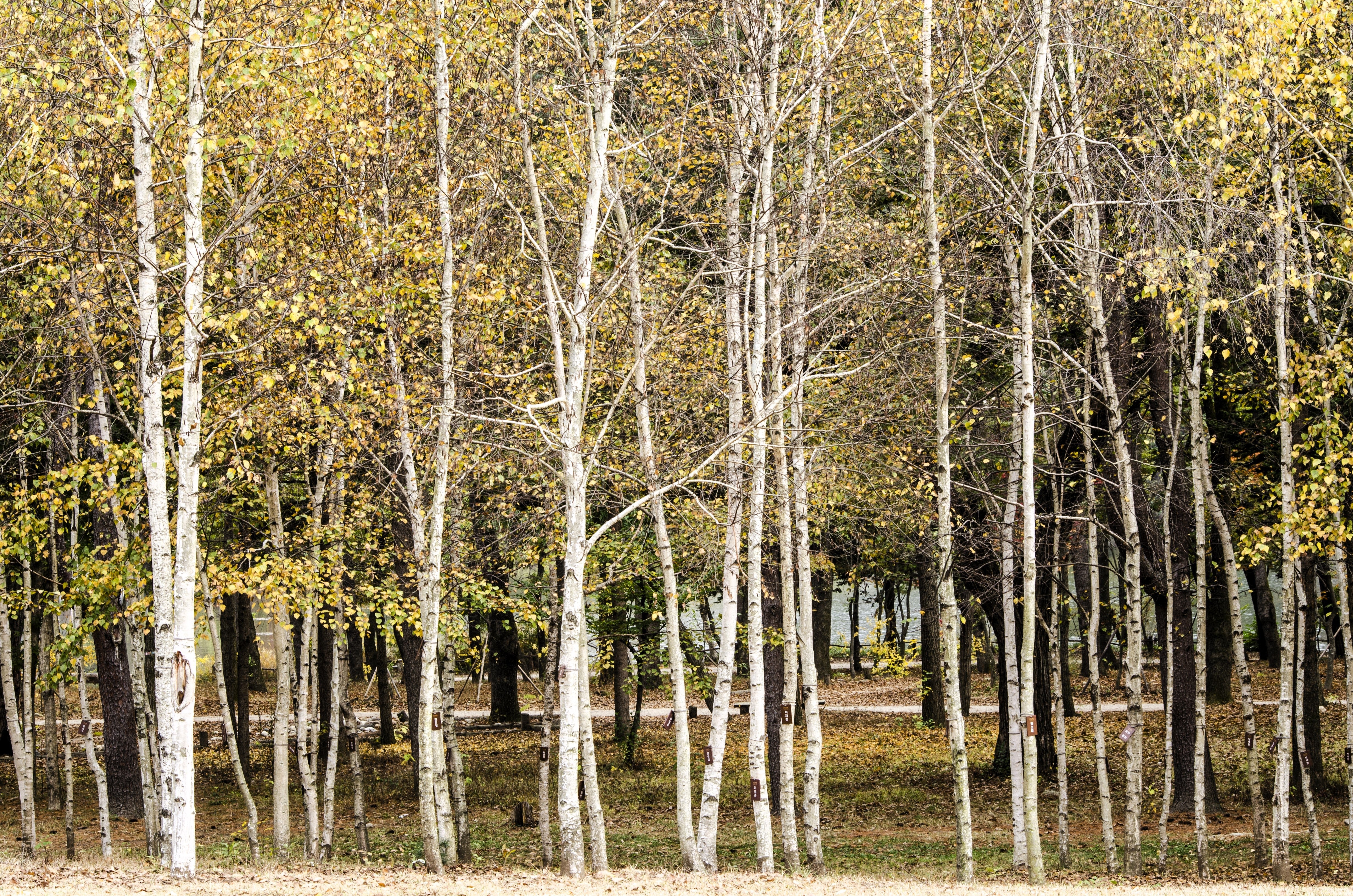 100 WHITE Japanese BIRCH TREE Betula Platyphylla Japonica Seeds - Image 4