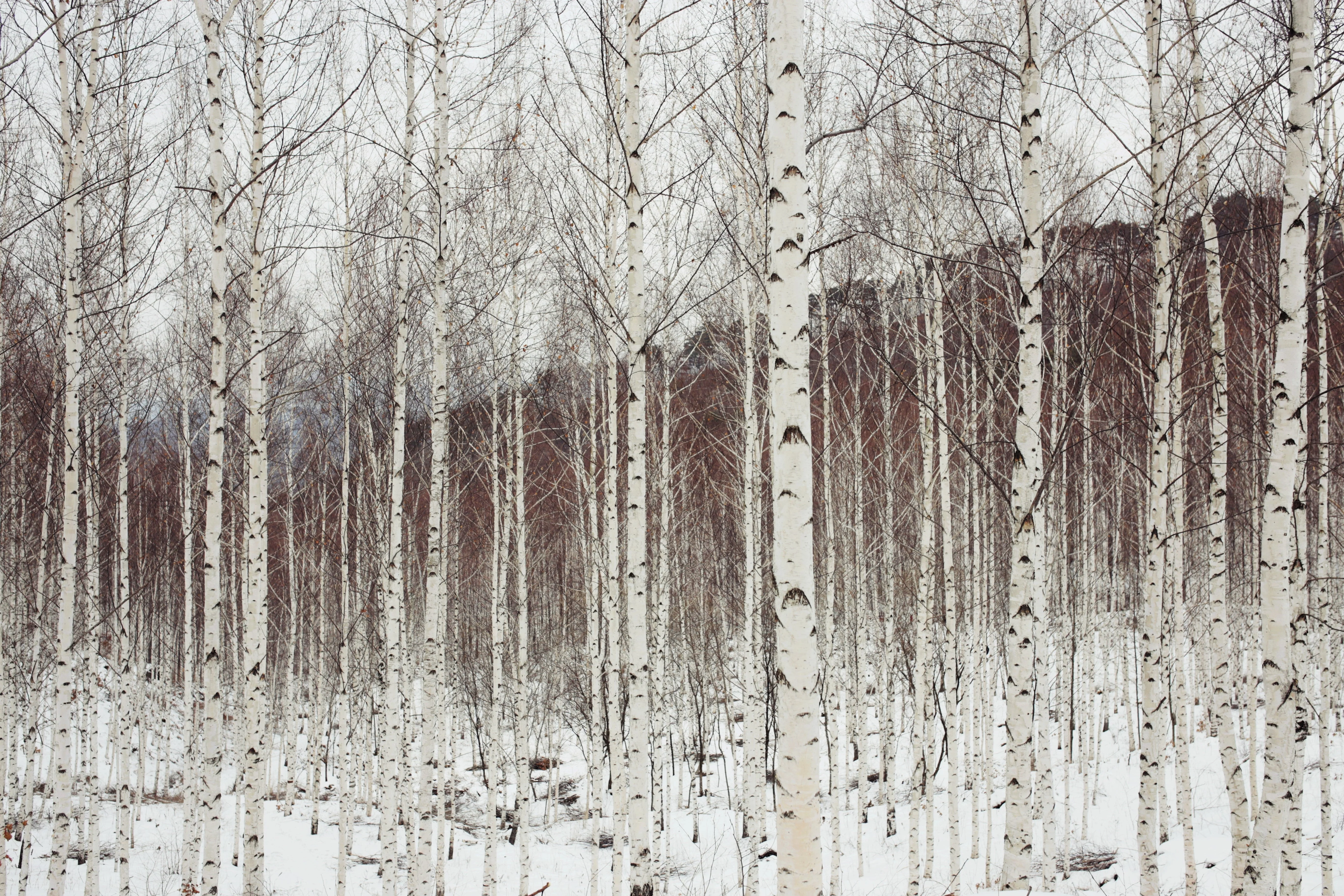 100 WHITE Japanese BIRCH TREE Betula Platyphylla Japonica Seeds - Image 6