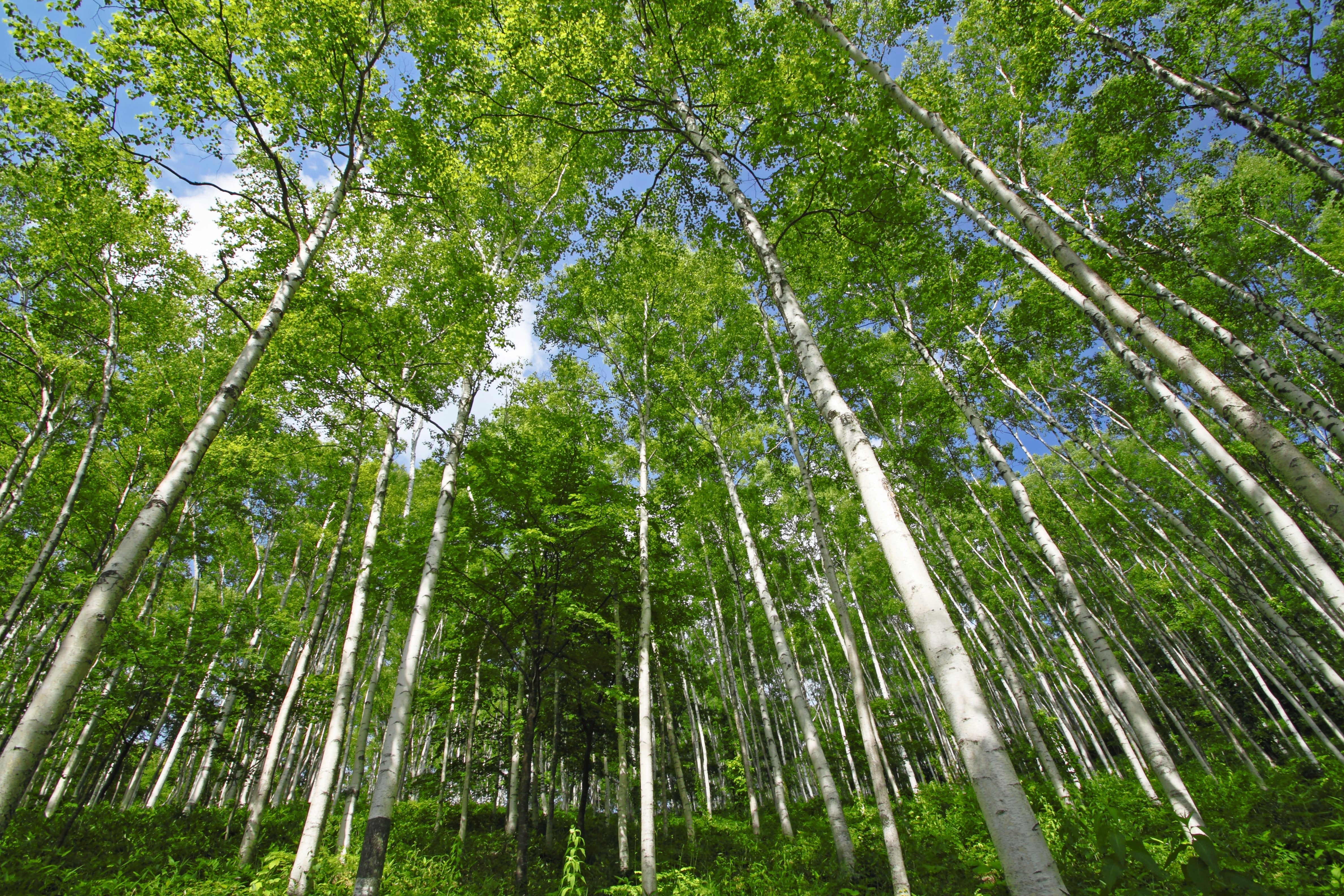 100 WHITE Japanese BIRCH TREE Betula Platyphylla Japonica Seeds - Image 8
