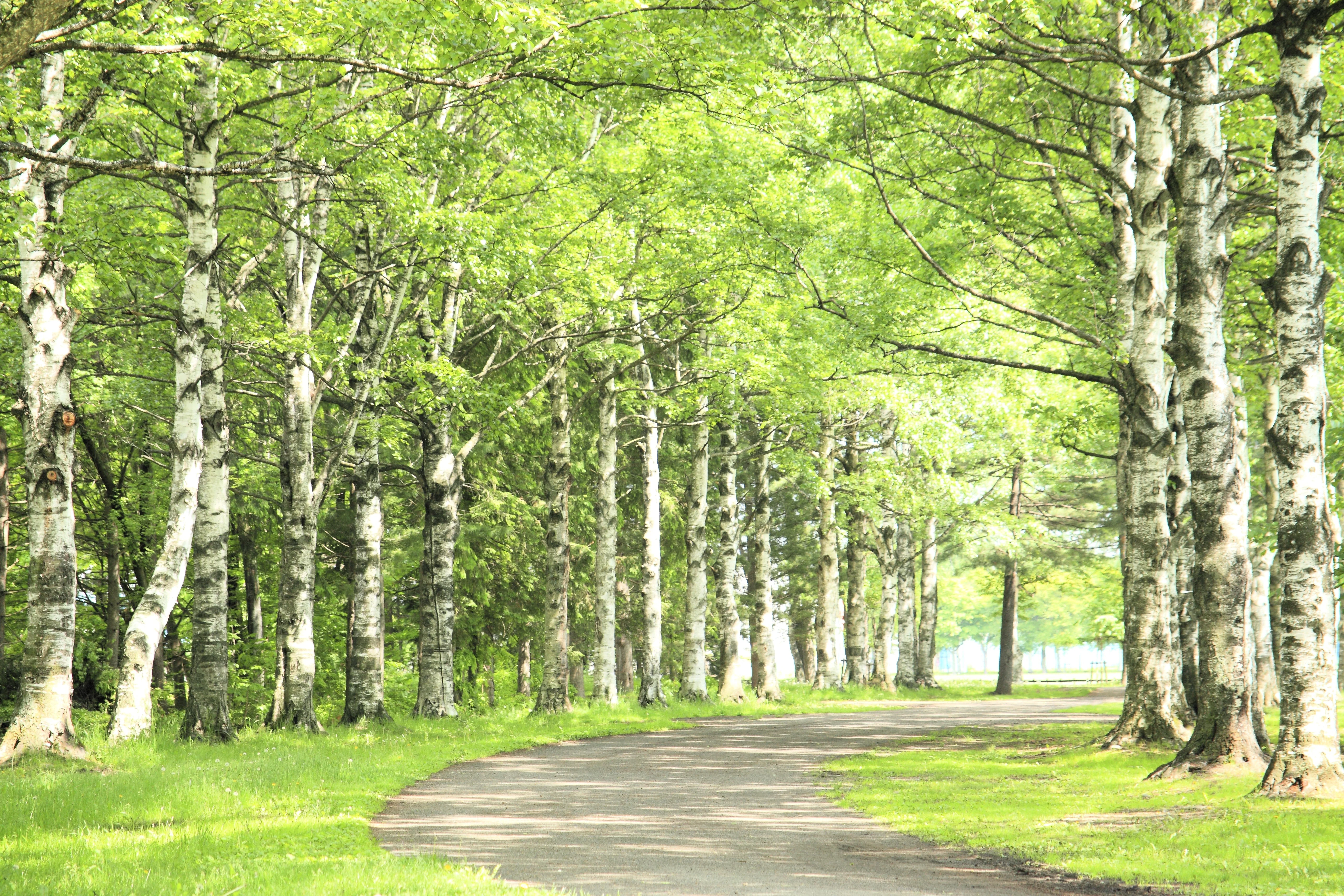 100 WHITE Japanese BIRCH TREE Betula Platyphylla Japonica Seeds - Image 9