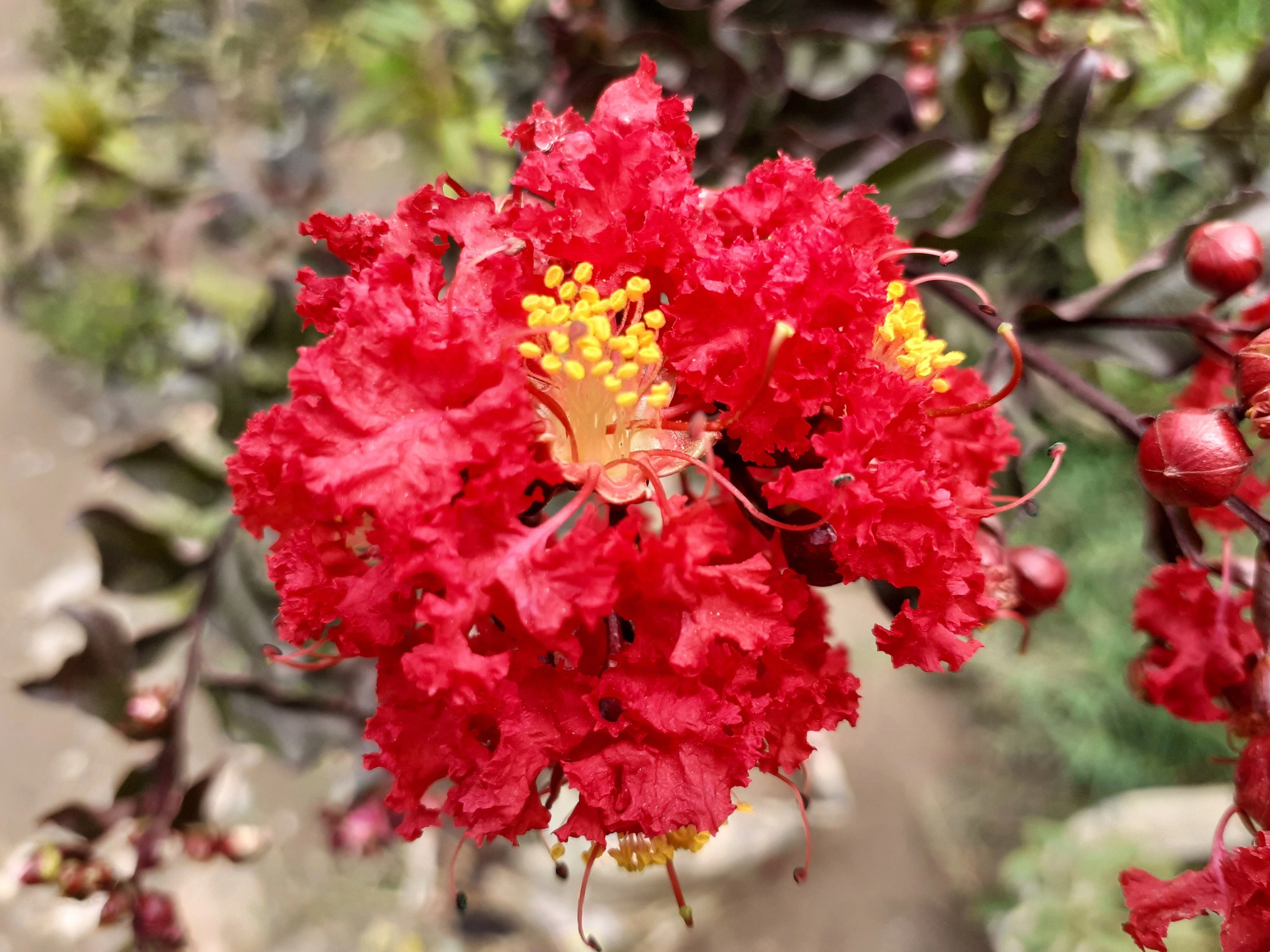 1000 Bulk CREPE MYRTLE Mixed Colors Lagerstroemia Indica Mix Tree Shrub Flower Seeds - Red, Purple, Light Pink, Dark Pink, White, & Lilac - Image 14